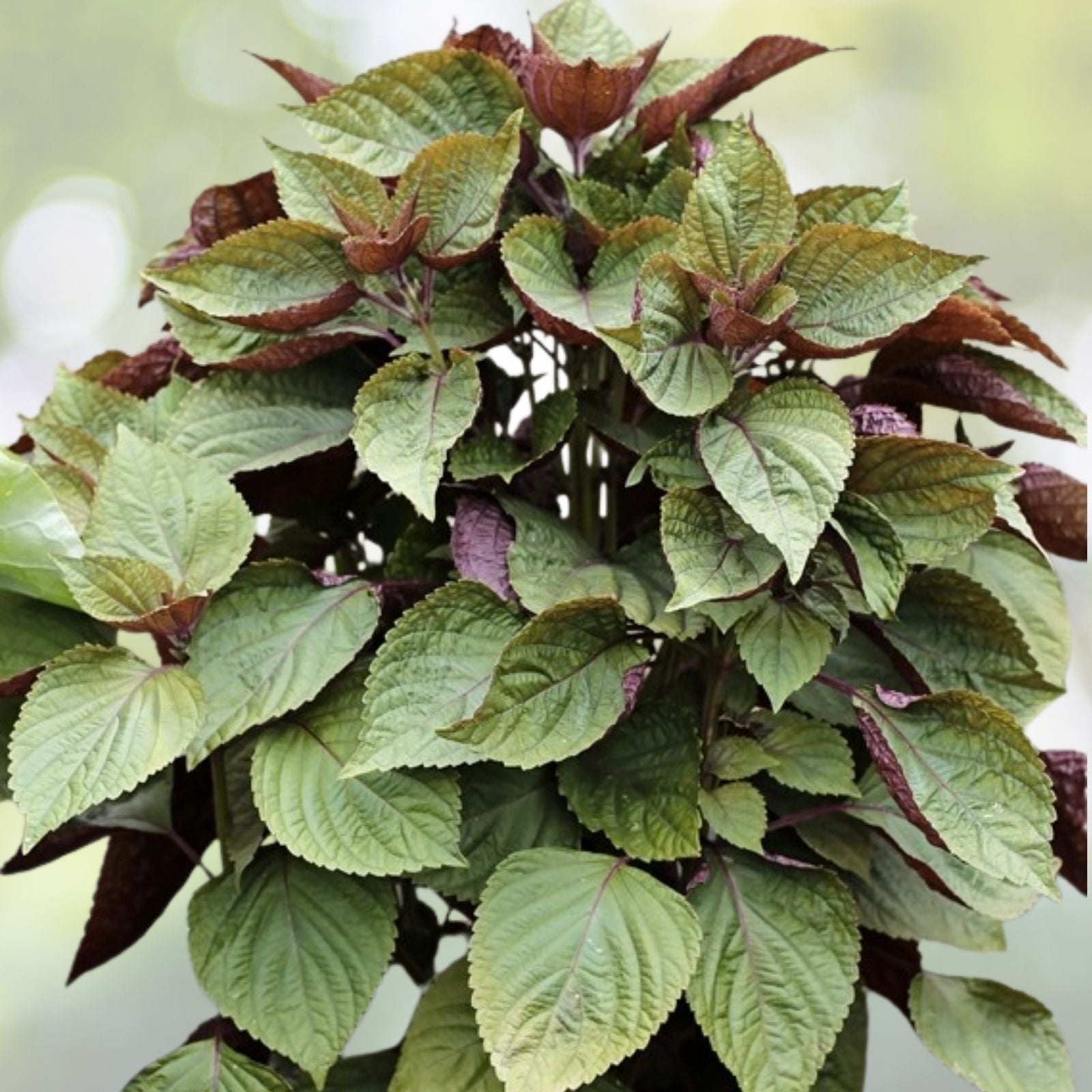 Purple Shiso Seeds - 100+ Count - Purple Perilla Zisu Tia To Tim - Beefsteak/Sesame Leaf - USA