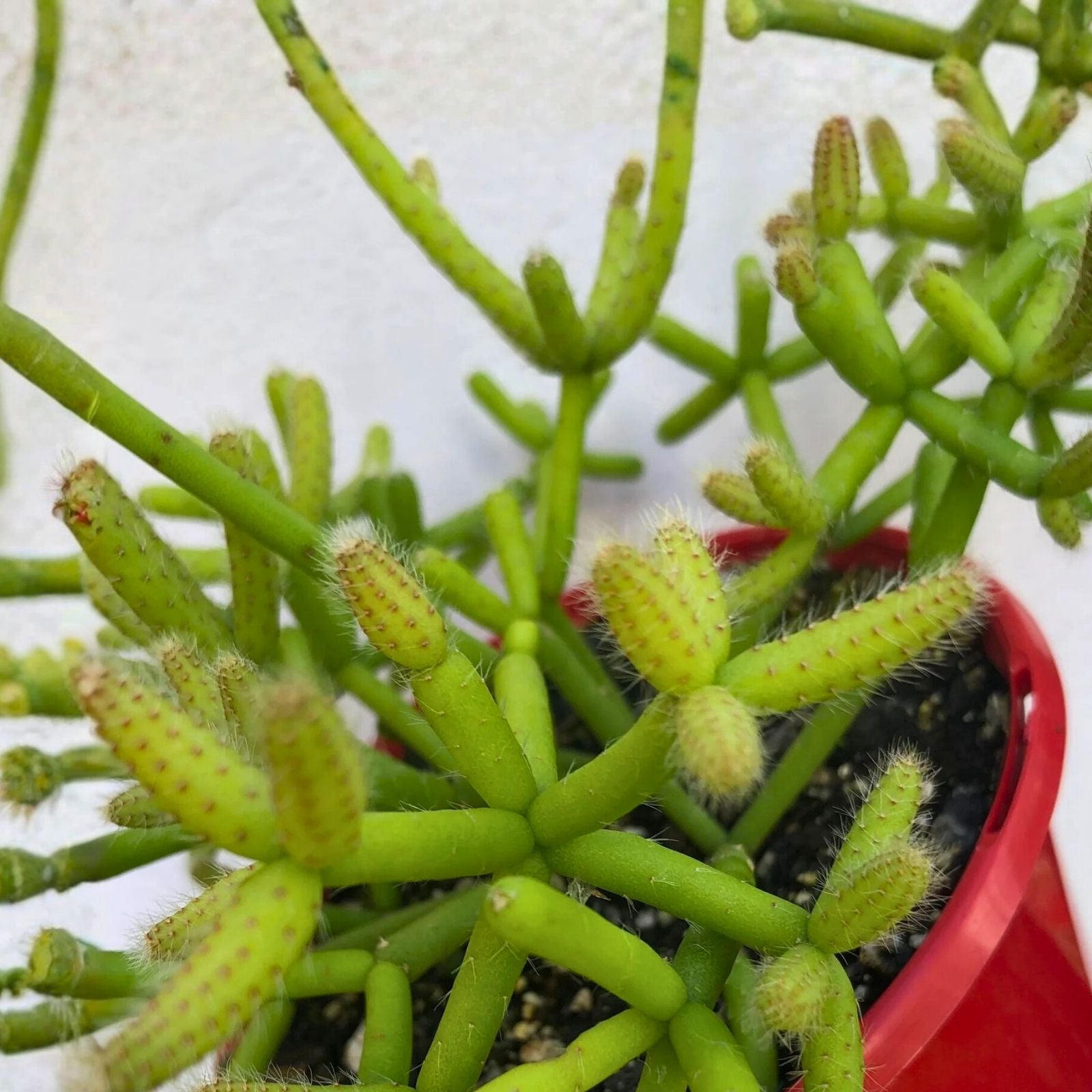 Fresh Rhipsalis Porto Alegre Cuttings | Unique Cactus Propagation Succulent Plant