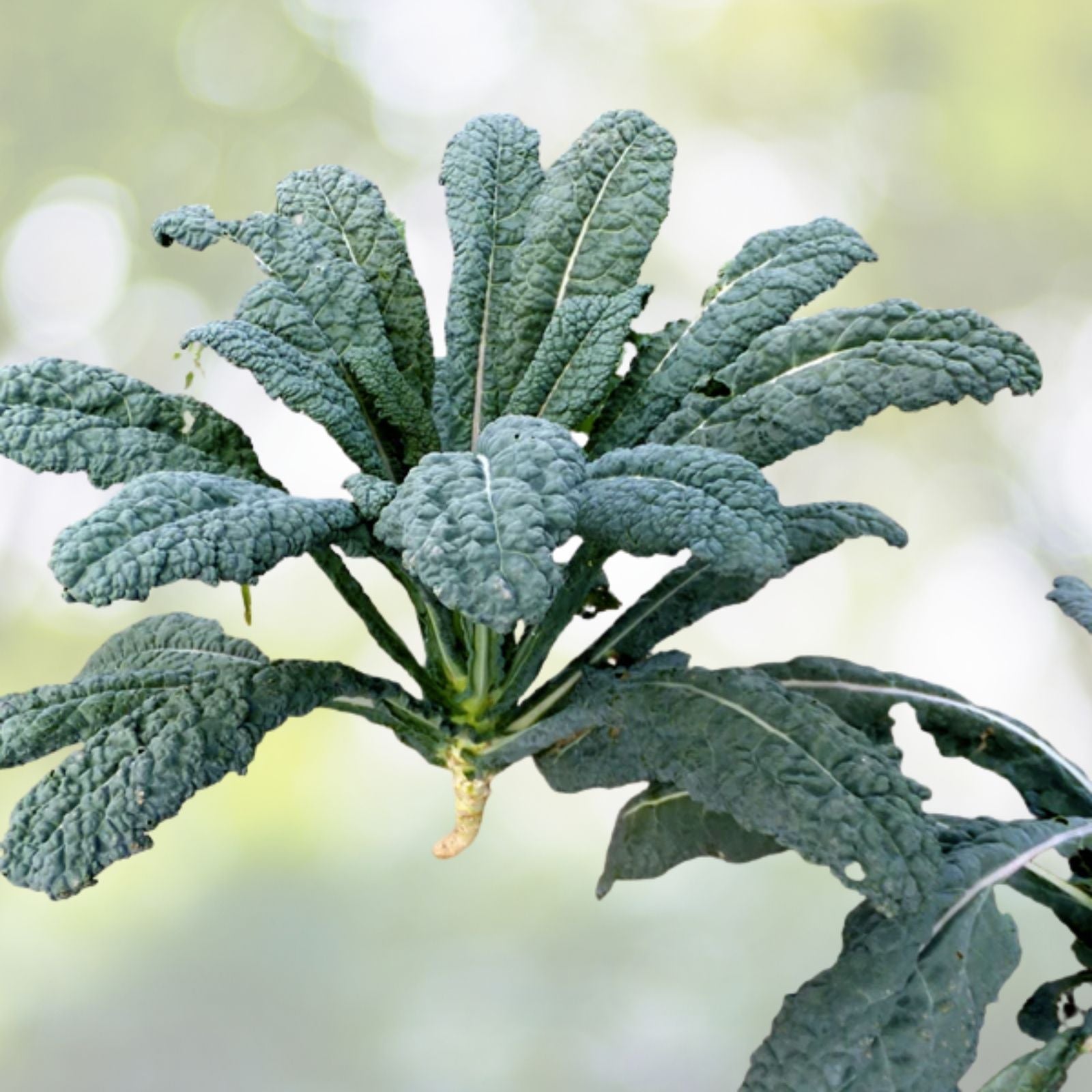 Lacinato Kale Seeds - 200+ Heirloom Dinosaur Kale - Italian Variety - Brassica oleracea