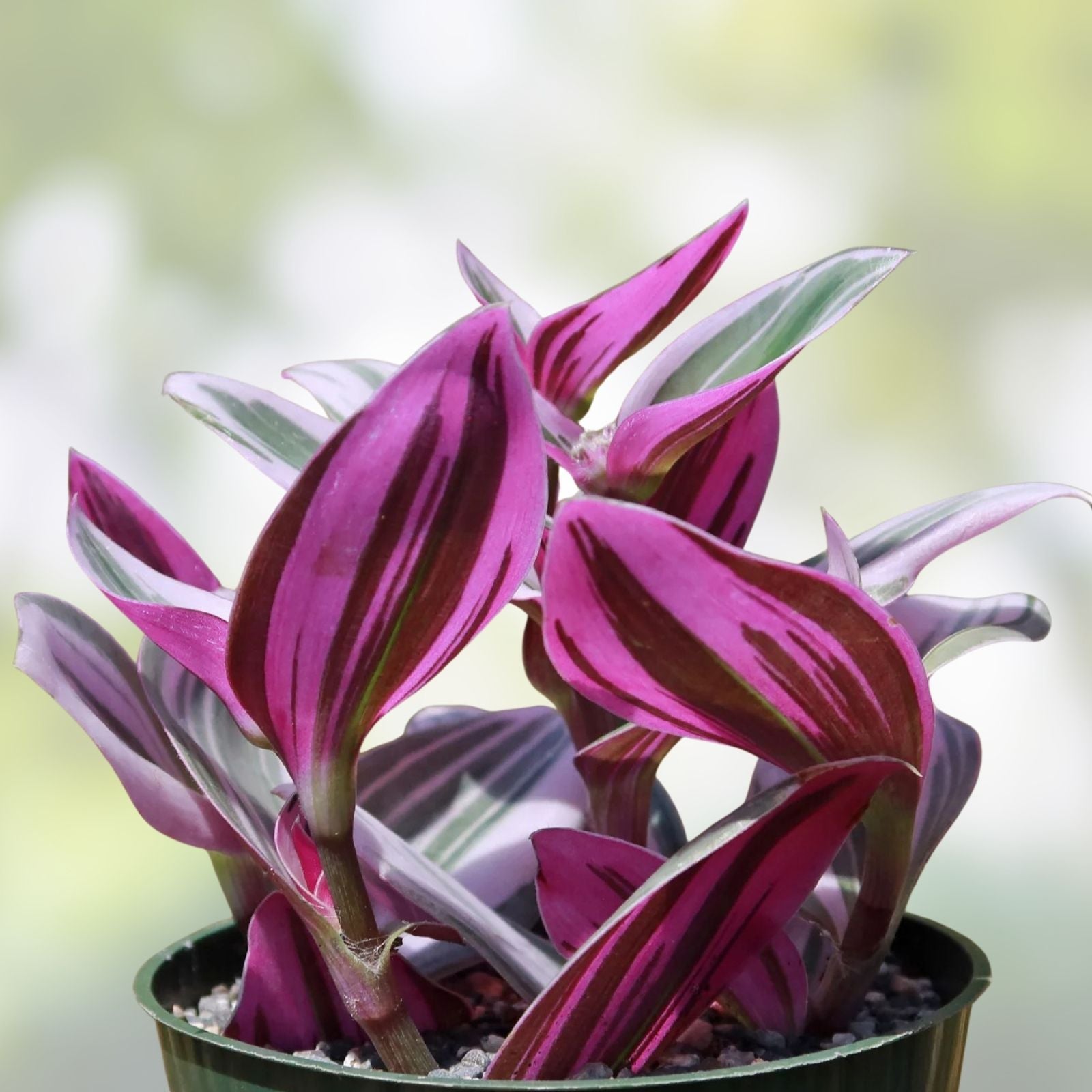 Tradescantia Nanouk Cuttings - 3 Large Rare Pink Wandering Jew Plant Clippings - Indoor Gardening, Houseplant, Easy Care