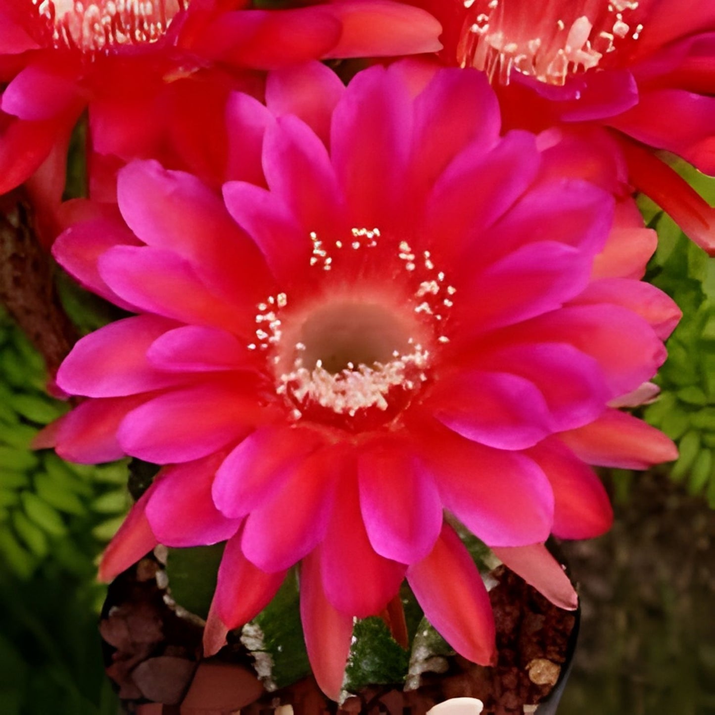 Echinopsis Cactus Seeds Mix – 50+ Varieties – Succulent Seeds – Echinopsis spp. – Ships from Iowa