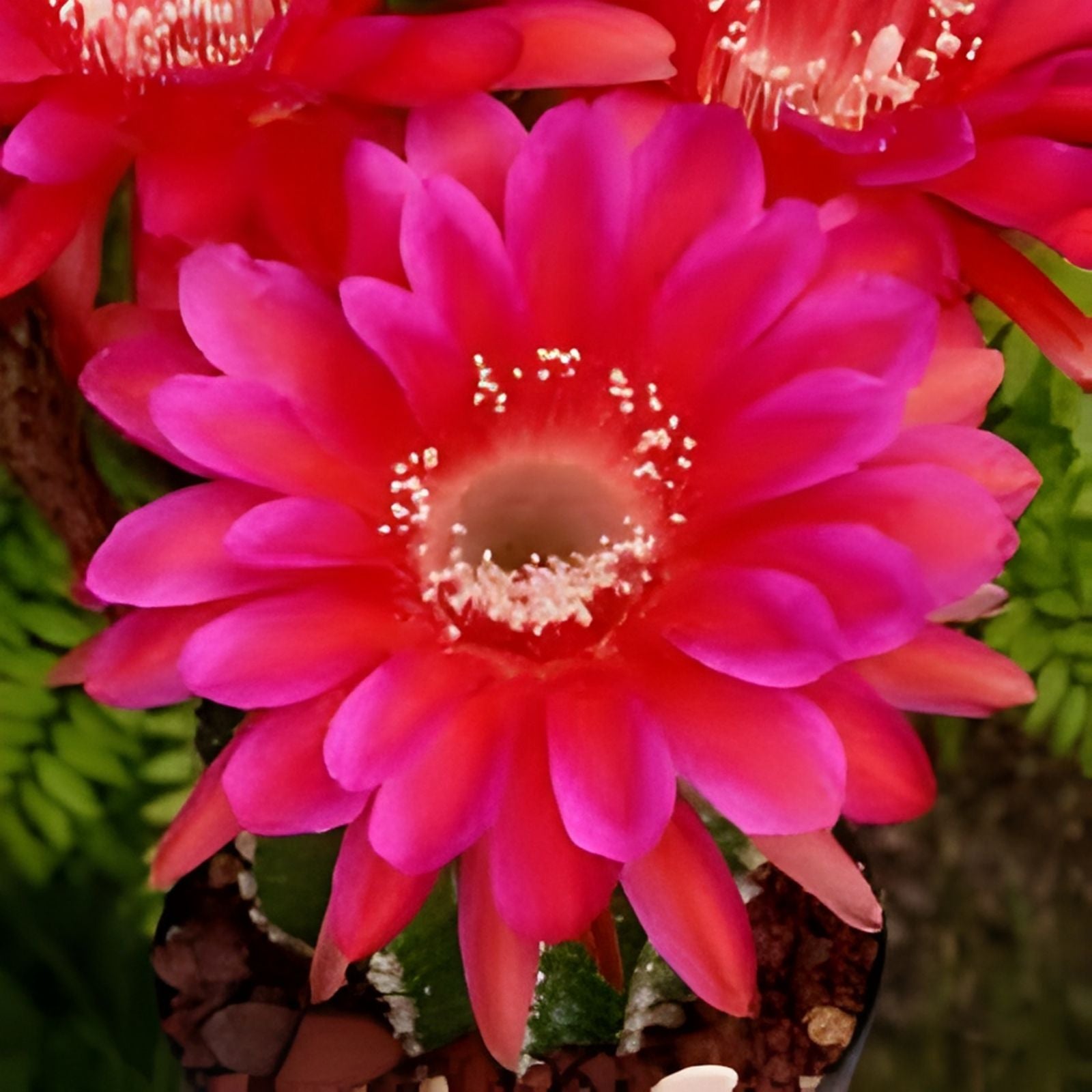 Echinopsis Cactus Seeds Mix – 50+ Varieties – Succulent Seeds – Echinopsis spp. – Ships from Iowa