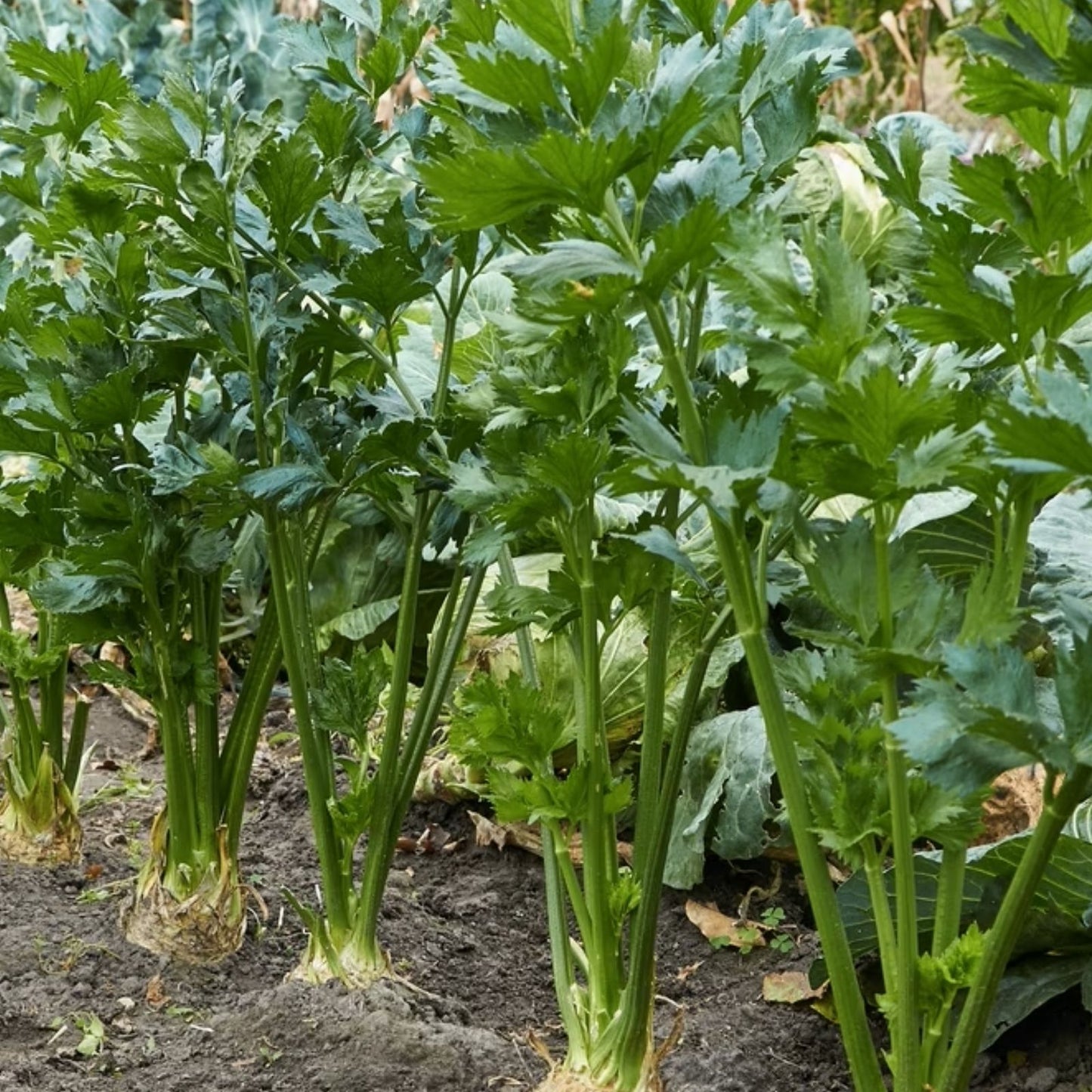 Celery Seeds 250 Pack Heirloom Non-GMO Green Apium graveolens Organic Seed for Gardening Made in USA