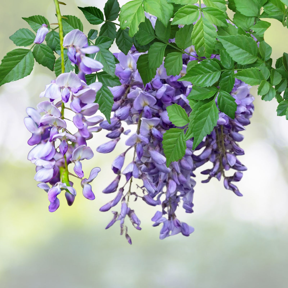 Wisteria-Tree-in-4-Inch-Pot-Blue-Violet-Flowers-Wisteria-sinensis-6-to-8-Inch-Tall-Plant