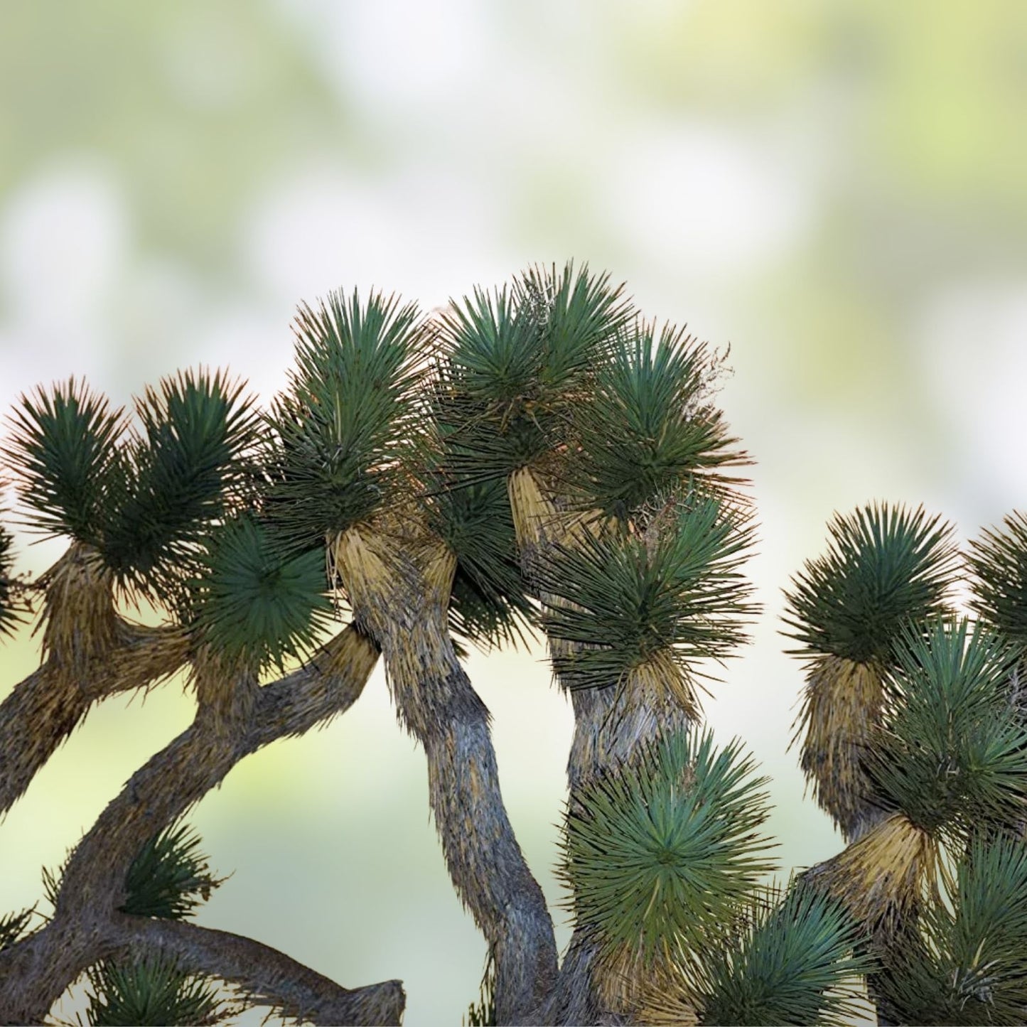 Joshua Tree Seeds 10 Pack - Grow Yucca brevifolia Native Desert Plant - Unique Succulent Seeds for Gardening