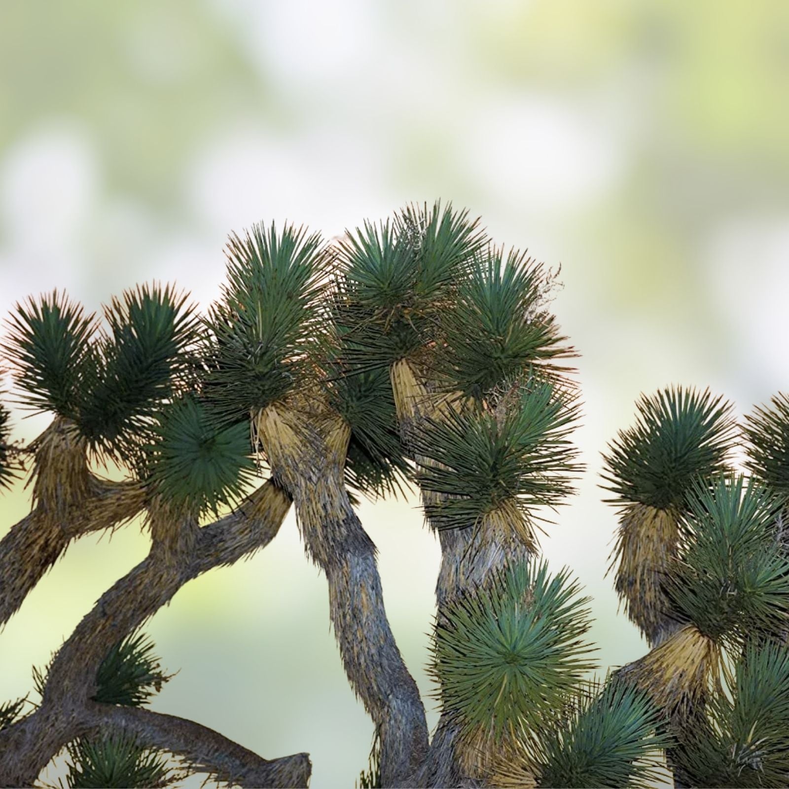 Joshua Tree Seeds 10 Pack - Grow Yucca brevifolia Native Desert Plant - Unique Succulent Seeds for Gardening