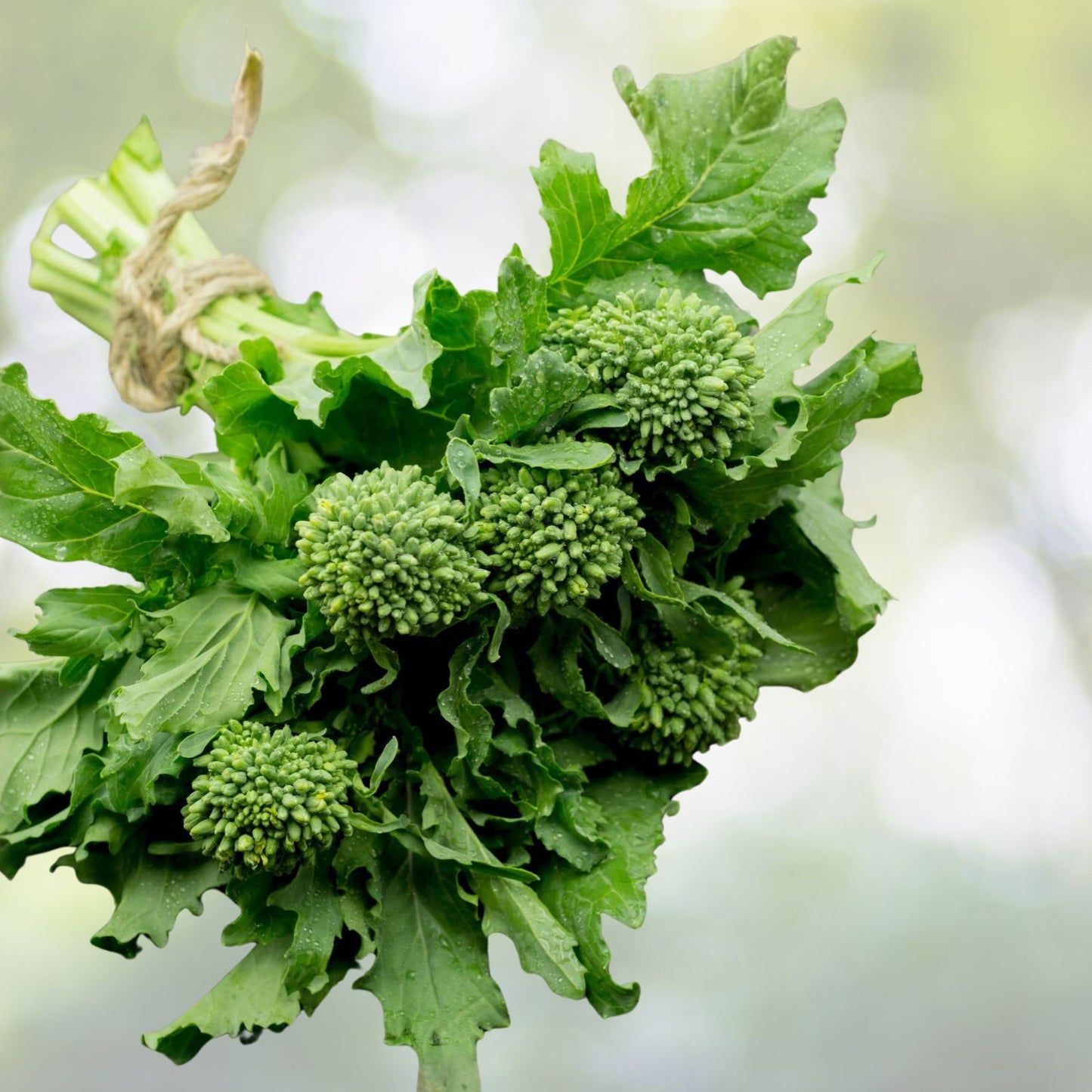 Broccoli Raab Seeds 25+ Heirloom Rapini Variety Brassica rapa Culinary Seeds for Gardening and Cooking