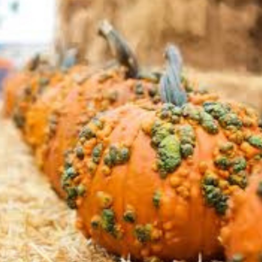 Grizzly Bear Warty Pumpkin Seeds 10 Pack Organic Heirloom Variety Cucurbita pepo USA