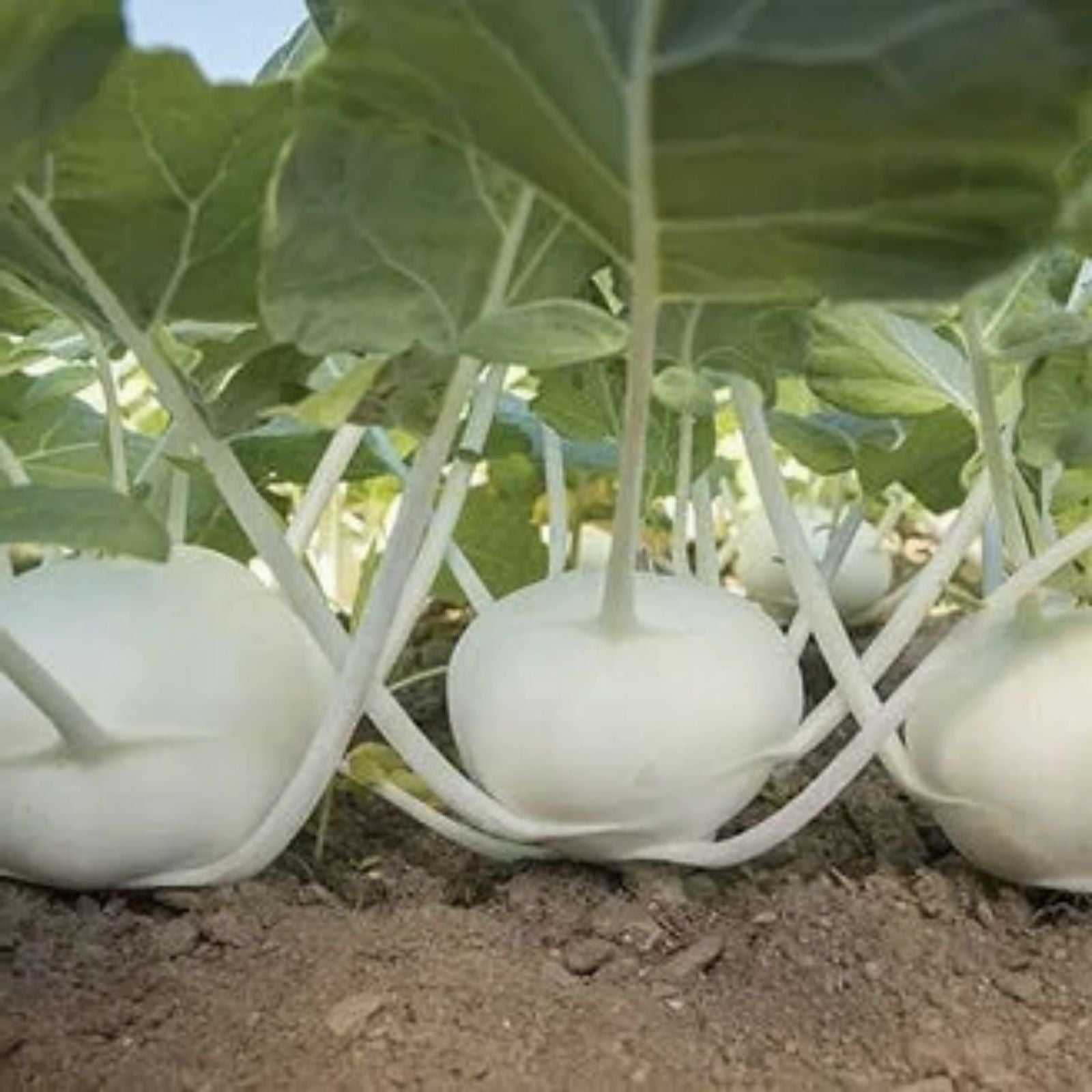 Mashed Potato Squash Seeds 10 Pack – White Variety Gourmet Vegetable Seeds Cucurbita pepo for Planting
