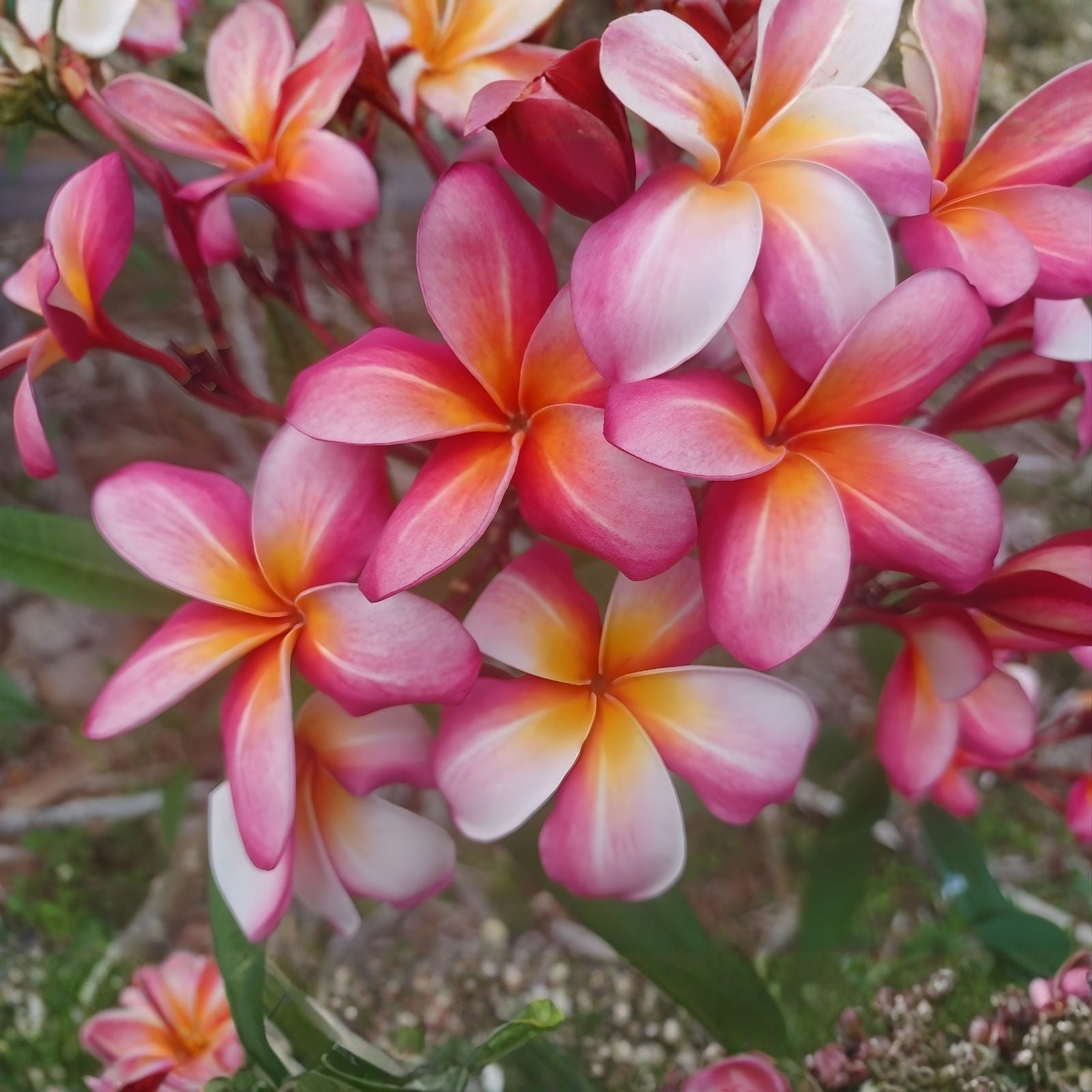 Rooted Plumeria Plant Cutting 17" Peachglow Shell Plumeria rubra Tropical Flowering Plant