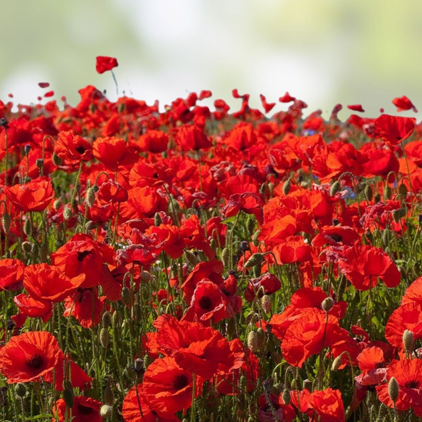Red Wildflower Seed Mix – 200 Seeds, Organic USA Native Wildflowers for Gardens and Pollinators, Non-GMO, Wildflower Seeds