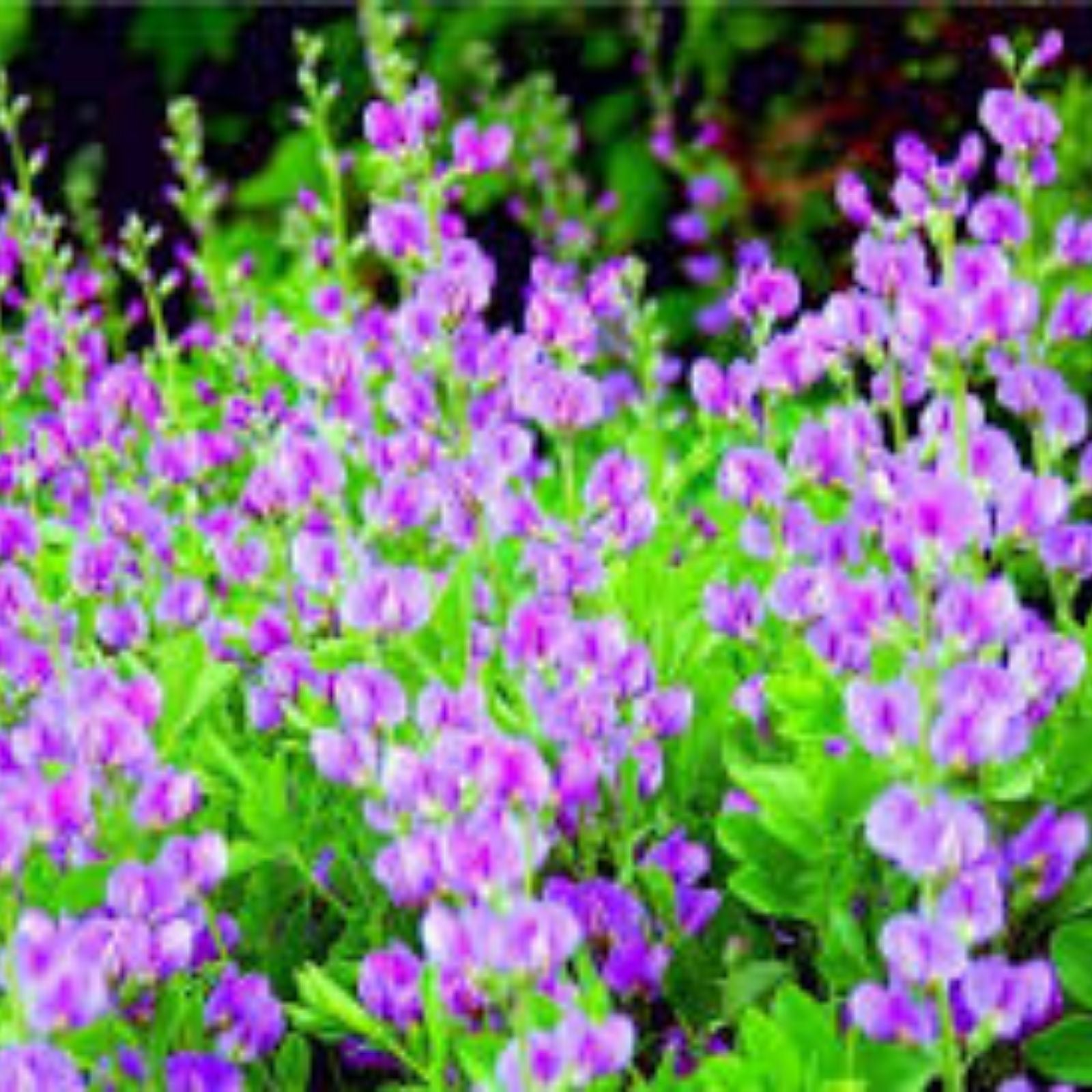 50 Indigo Bush Seeds - Indigofera amblyantha - Drought-Tolerant Native Plant for Garden, Stunning Blue Color, Easy to Grow