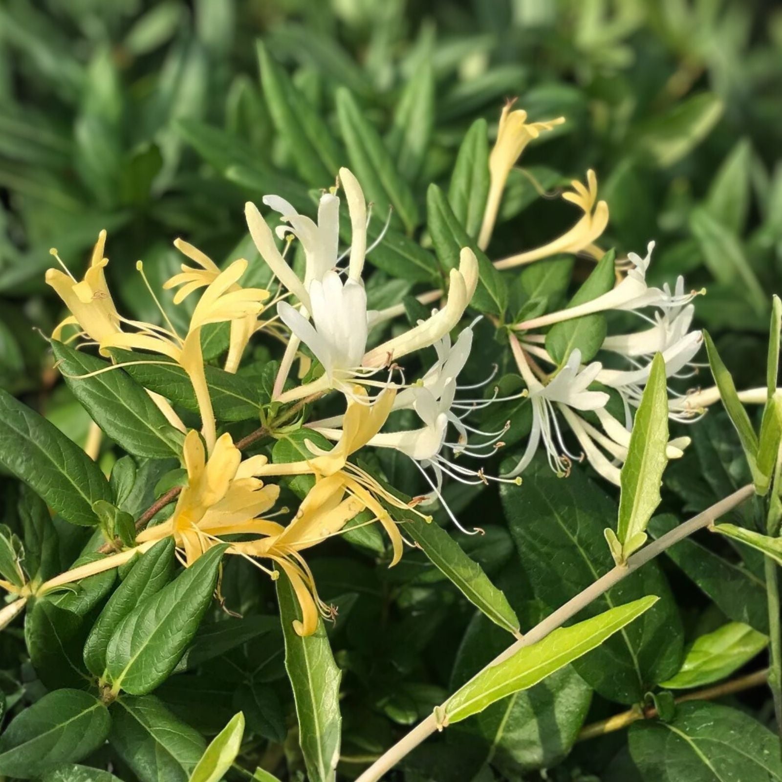 Japanese Honeysuckle Vine - 2 Live Rooted Plants - Fragrant Blooms - Heirloom Lonicera japonica - Fast Growing