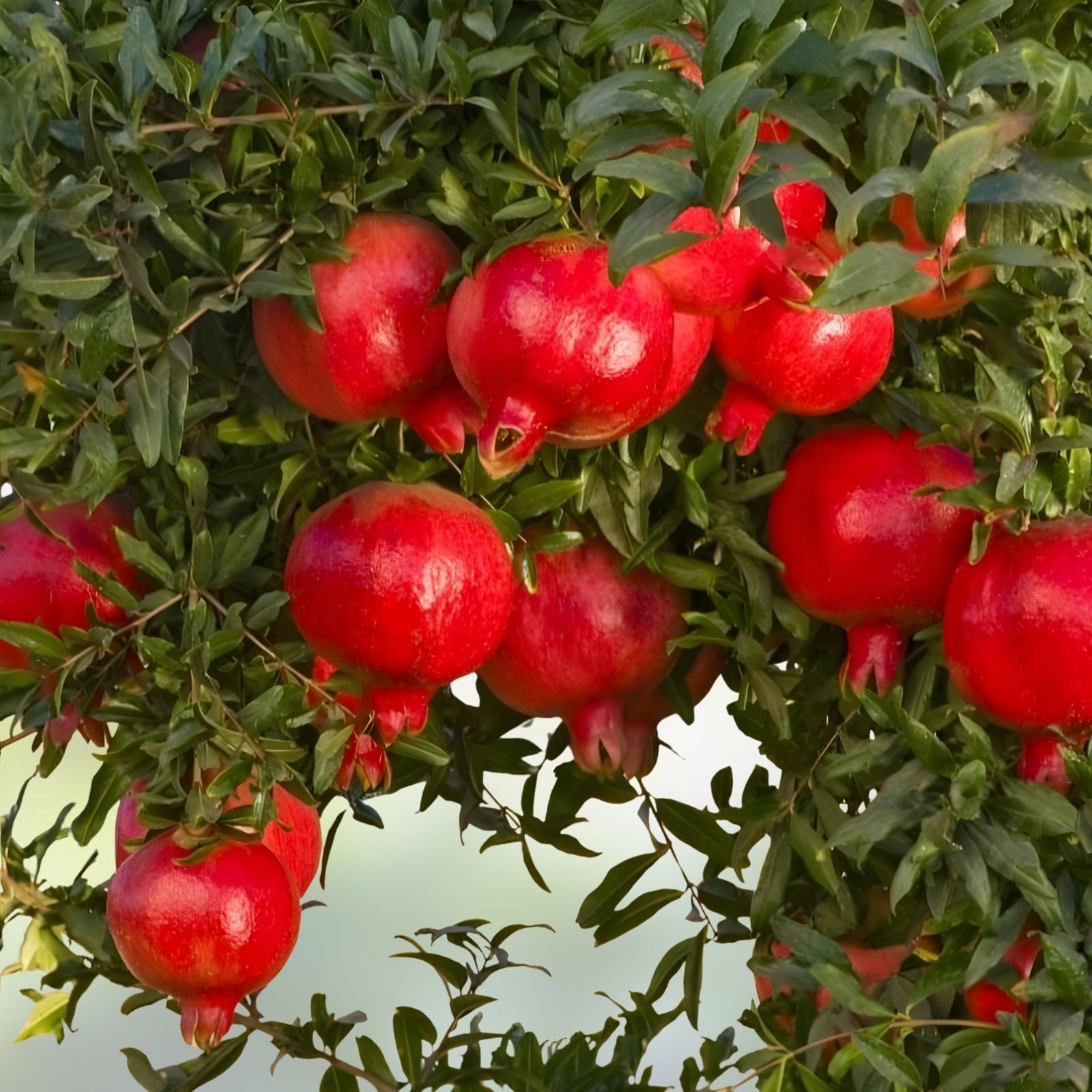 Pomegranate Cuttings - 3 Rooted Plants - Wonderful Variety - Punica granatum - Fruit Bearing Tree for Garden