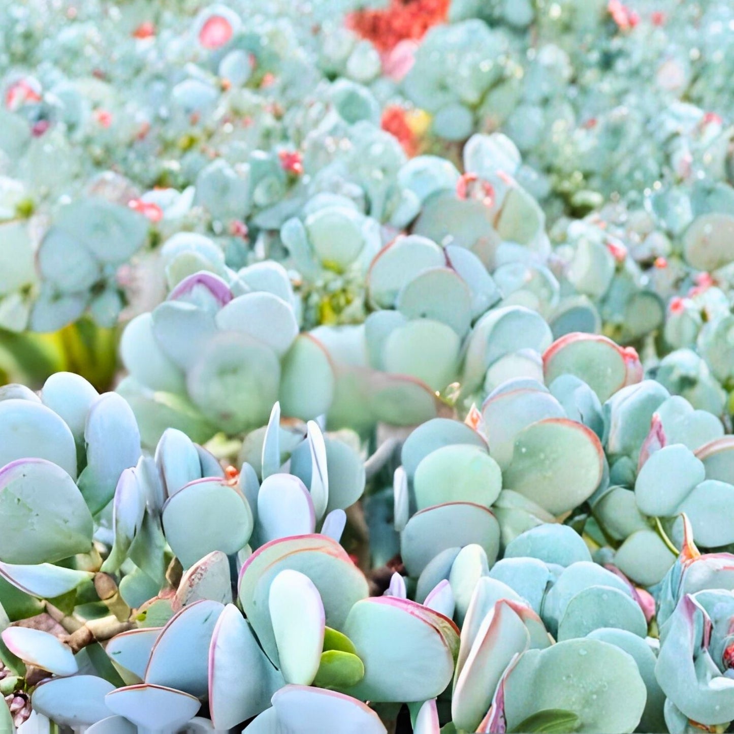 Succulent Cuttings 3-Pack Silver Dollar Jade Crassula arborescens Blue Grey Foliage Red Edges Unrooted