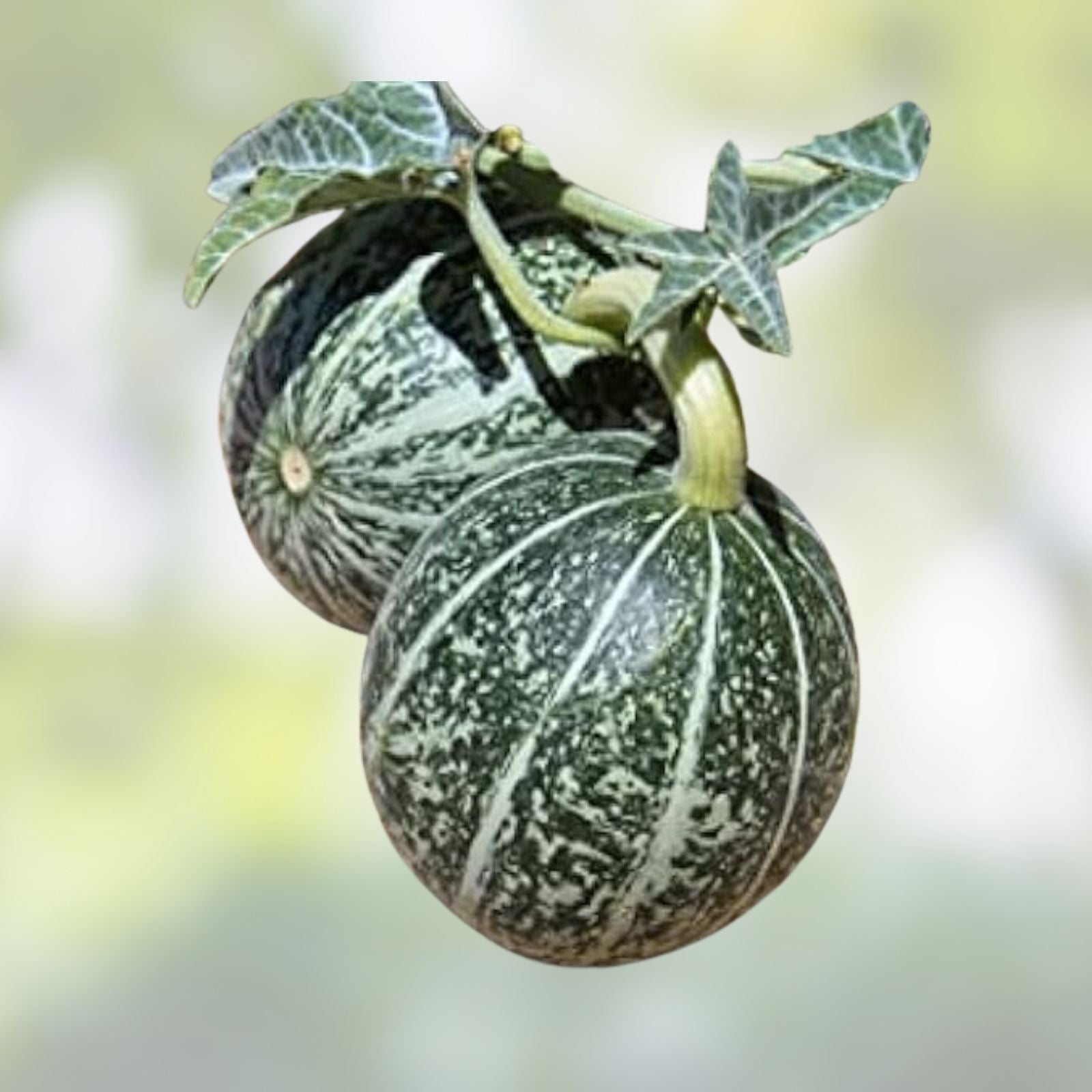 Coyote Melon Seeds - 10 Rare Bright Striped Melon Seeds - Cucumis metuliferus - Non-Edible Fruit Seed Packet
