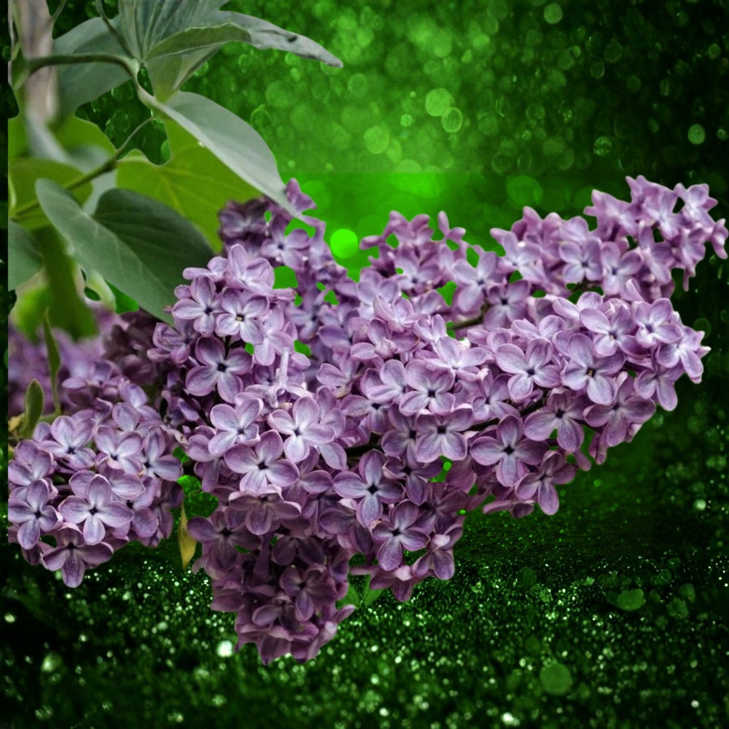 Lilac Bush Live Plant Set of 2, Old Fashion Purple, Bare Root Syringa vulgaris, Fragrant Flowering Shrubs