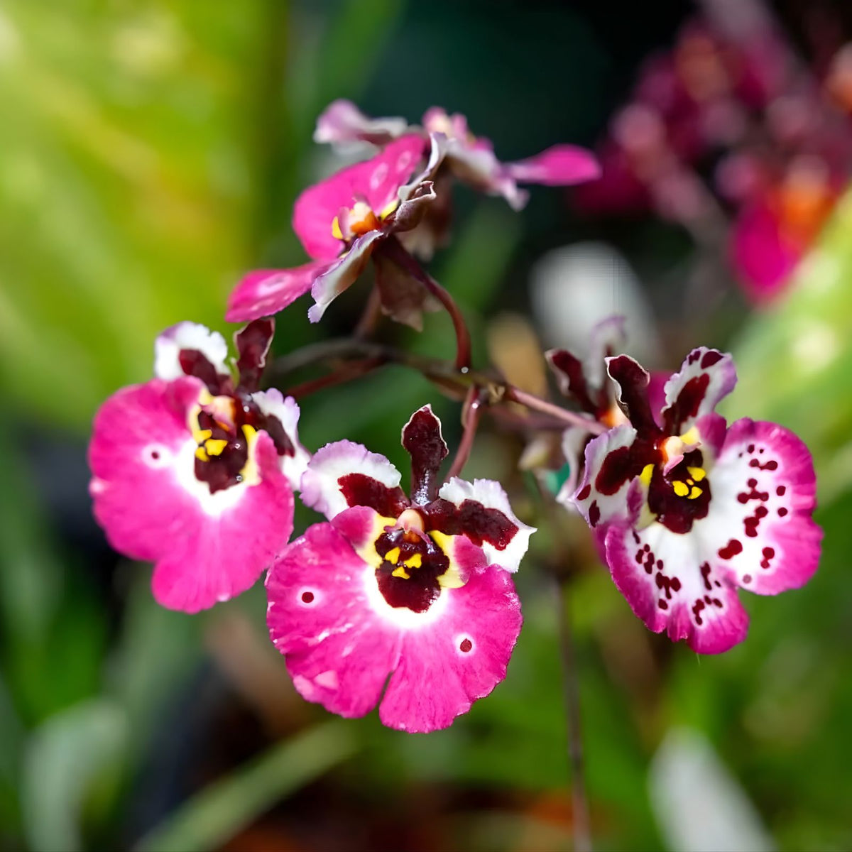 Tolumnia Orchid 3" Pot 'Spoty' - Miniature Dancing Lady Orchid - Equitant Oncidium - Caribbean & Florida Native