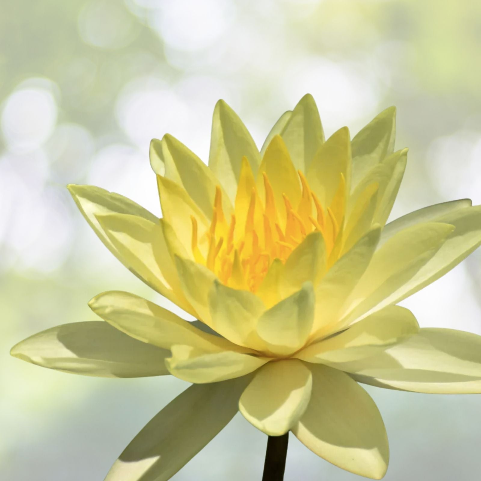 American Lotus Seeds - 10 Heirloom Yellow Water Lily Seeds (Nymphaea mexicana) - Native to USA