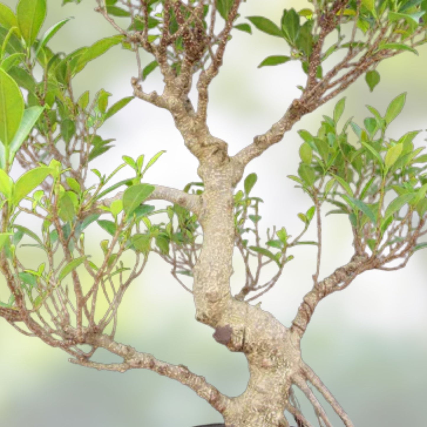 Donald Trunk Bonsai Tree Cuttings - Thick Trunk, Iconic Arching Style - Ficus retusa, Indoor Bonsai Plant
