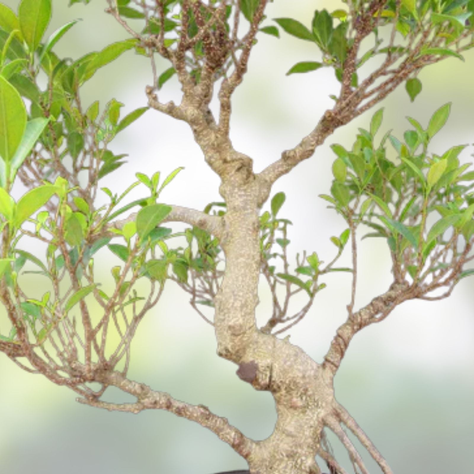 Donald Trunk Bonsai Tree Cuttings - Thick Trunk, Iconic Arching Style - Ficus retusa, Indoor Bonsai Plant