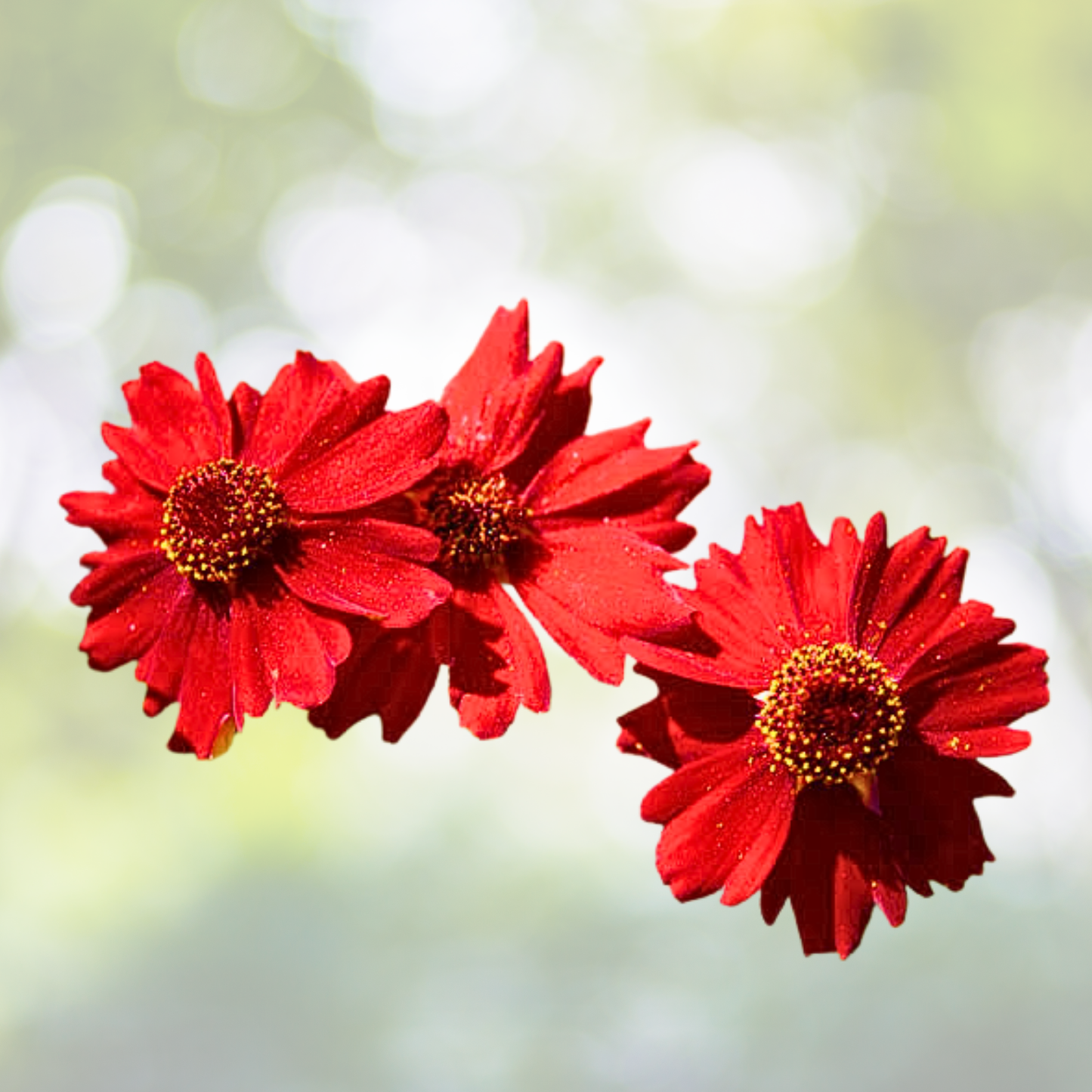 Tall Red Plains Coreopsis Seeds - 100 Count - Striking Burgundy Wildflowers - Coreopsis tinctoria