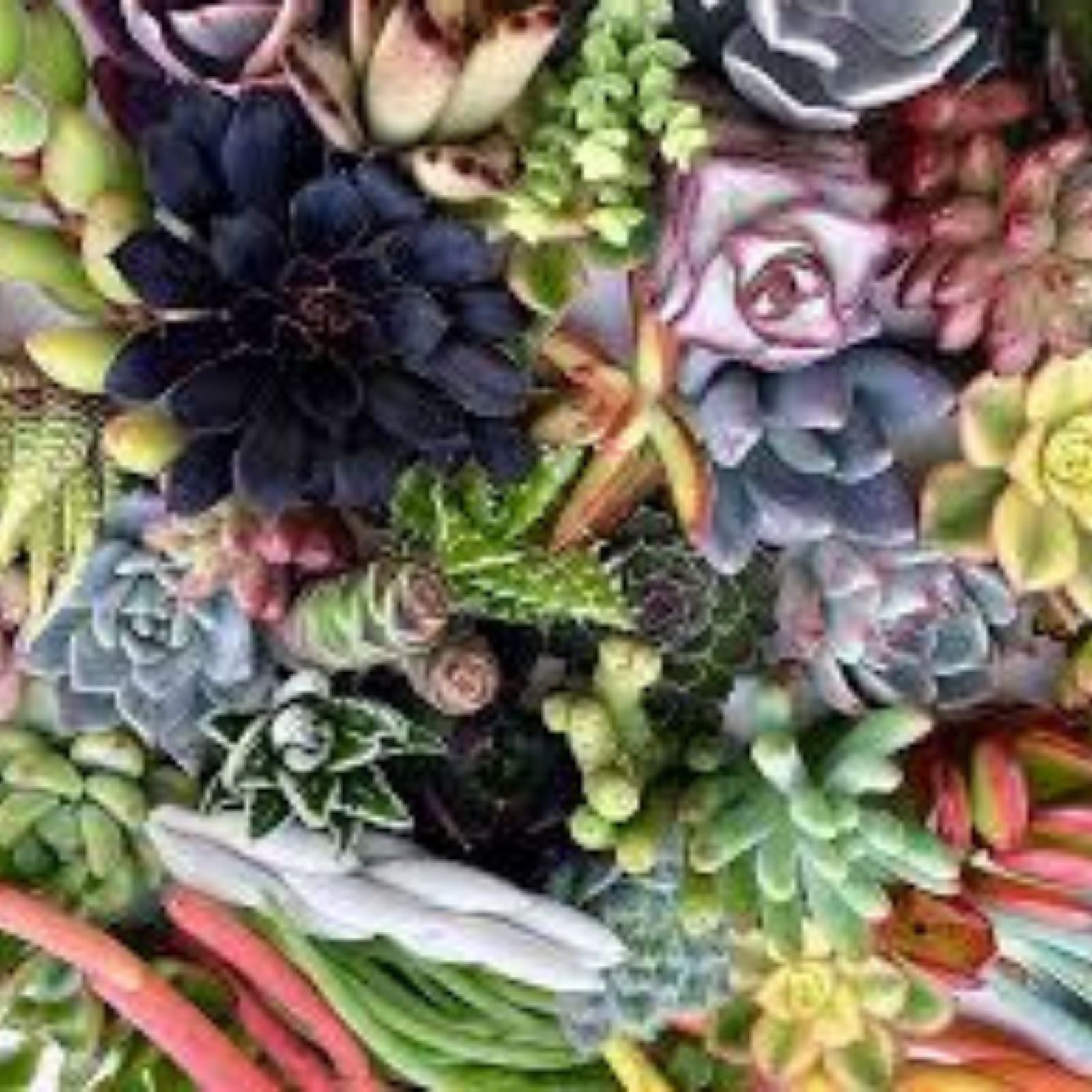 Mixed Succulent Cuttings 1-2" Live Plants - 15 Assorted Varieties for Propagation, Terrariums, and Home Decor
