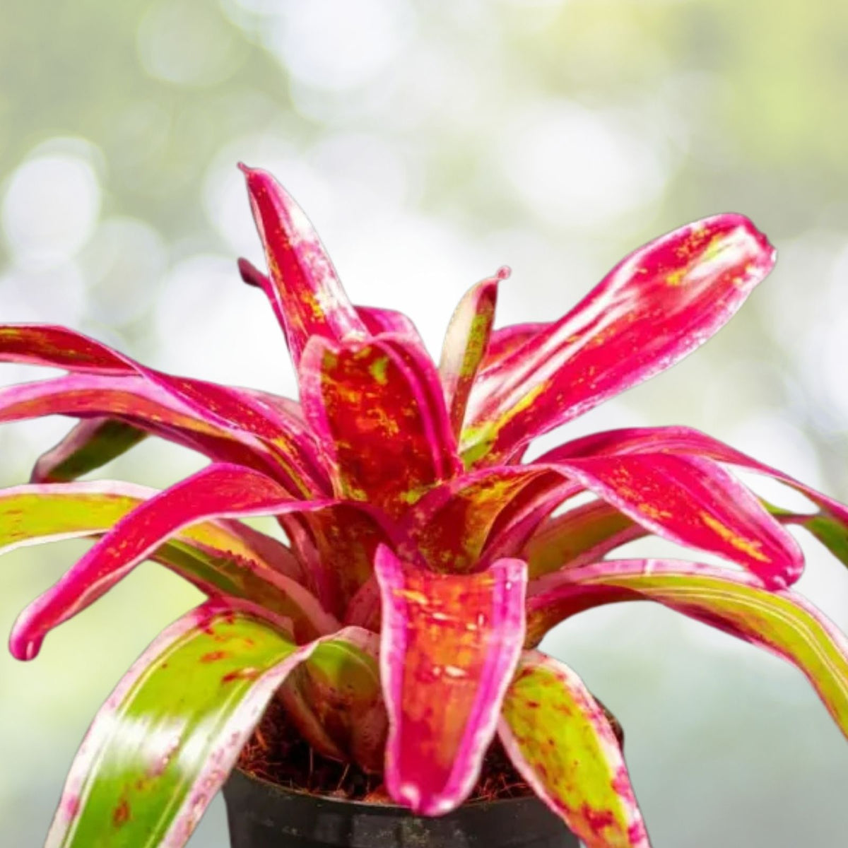 Neoregelia Fruit Salad Bromeliad Plant 6" Pot - Exotic Tropical Indoor Houseplant, Neoregelia spp.