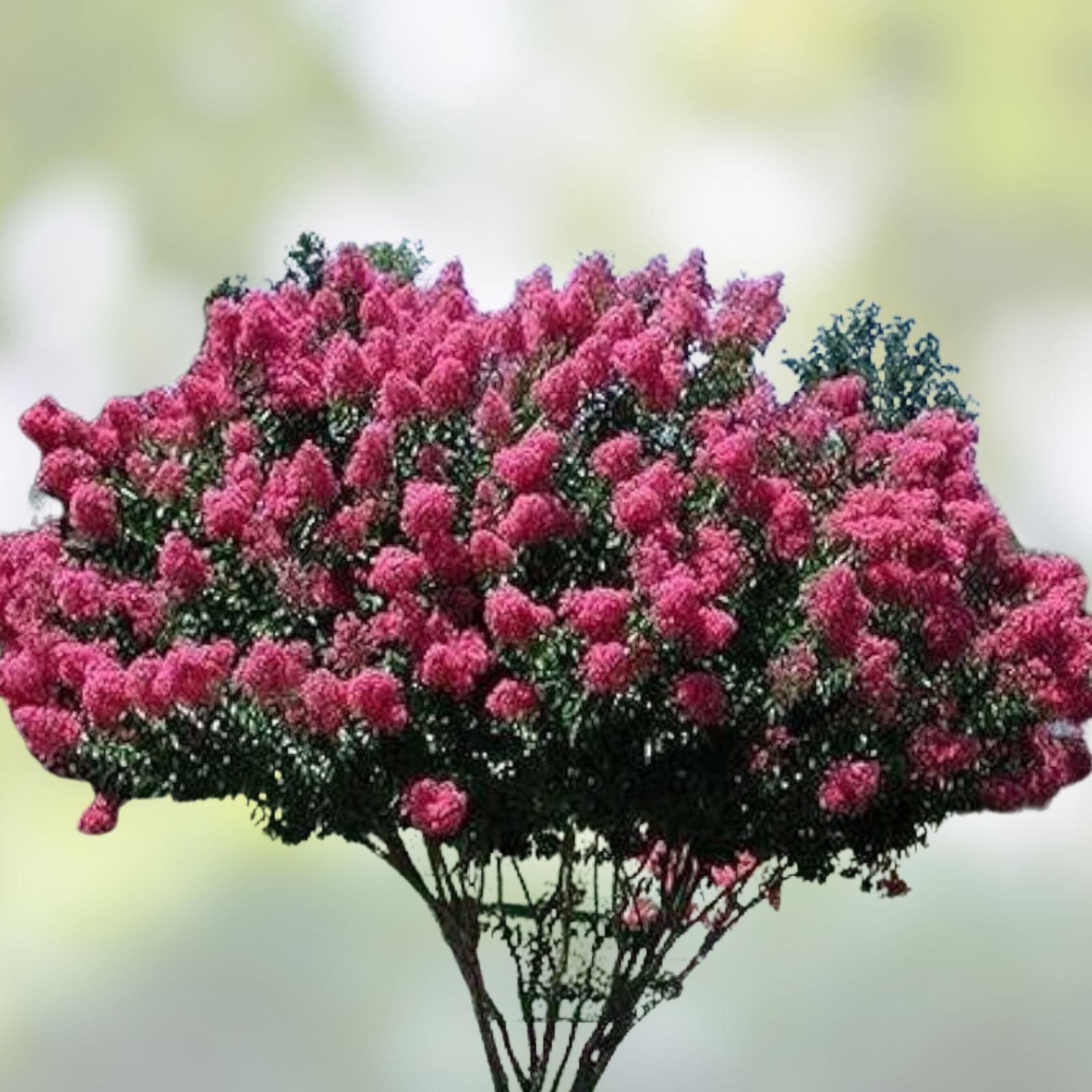 Crape Myrtle Bonsai Tree Seeds - 50 Pack - Flowering Lagerstroemia indica - Ornamental Tree Seeds for Gardening and Landscaping