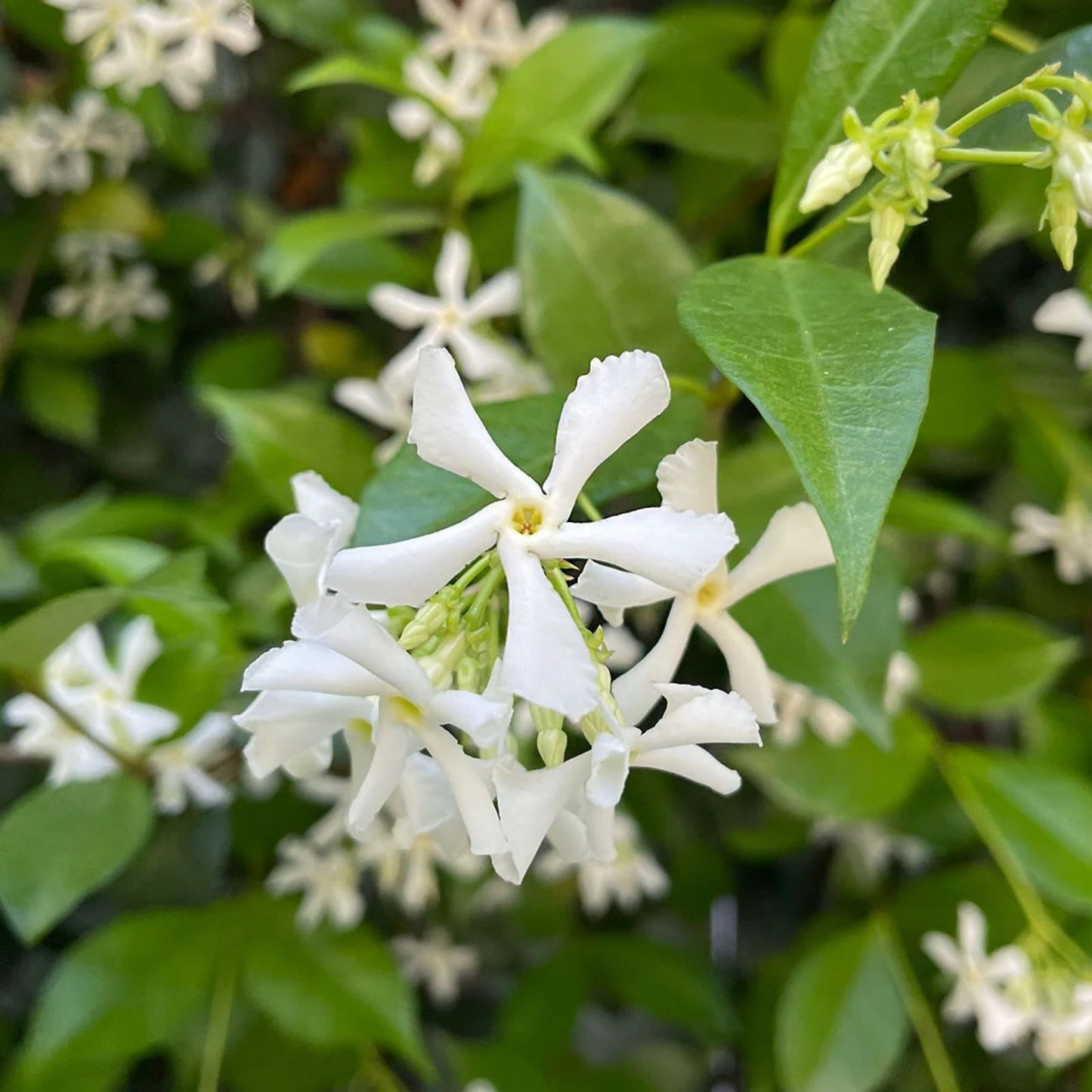 Star Jasmine Plant 1 Rooted Stem, Fragrant Climbing Vine, Trachelospermum jasminoides, Garden and Espalier Plant