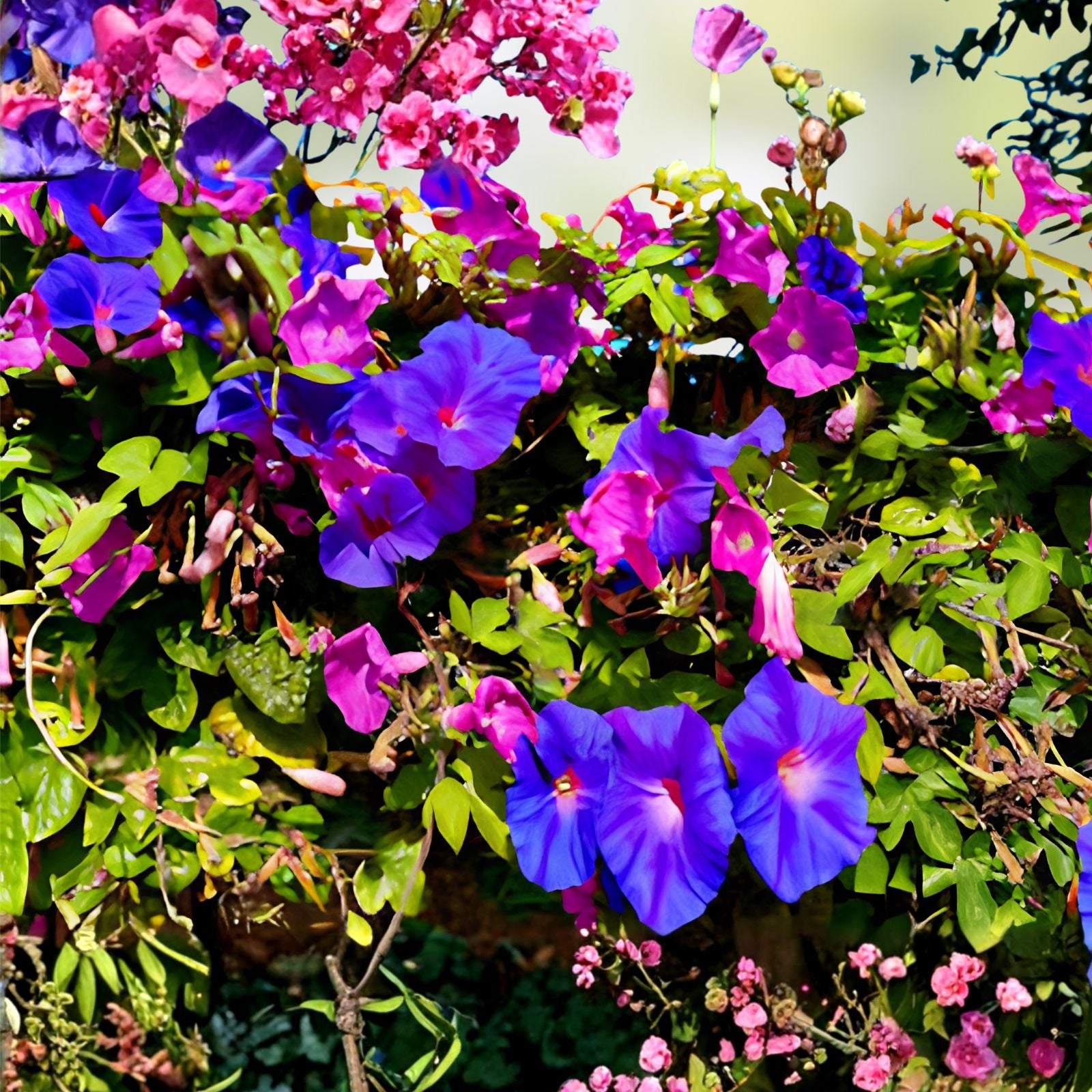 Exotic Morning Glory Flowering Vine Seeds - 50 Purple Blooms - Ipomoea tricolor Garden Seeds