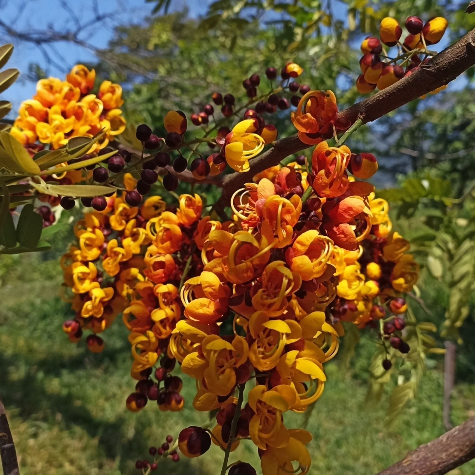 Bronze Shower Tree Seeds 10 Pack - Cassia moschata Tropical Flowering Plant Seeds for Garden Landscaping