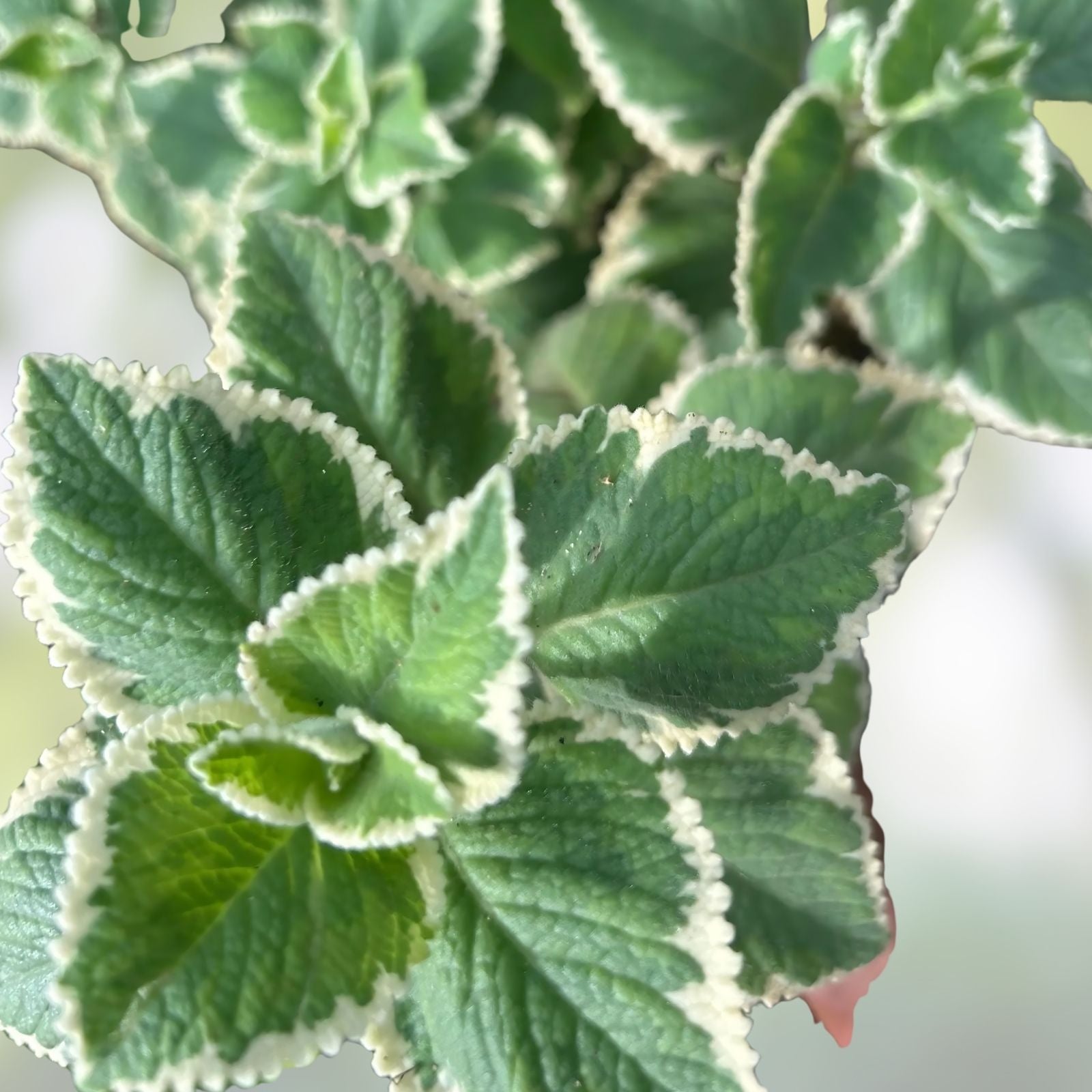 Cuban Oregano Plant 5+ Inch in 4" Pot, Mexican Mint, Spanish Thyme, Indian Borage, Plectranthus amboinicus