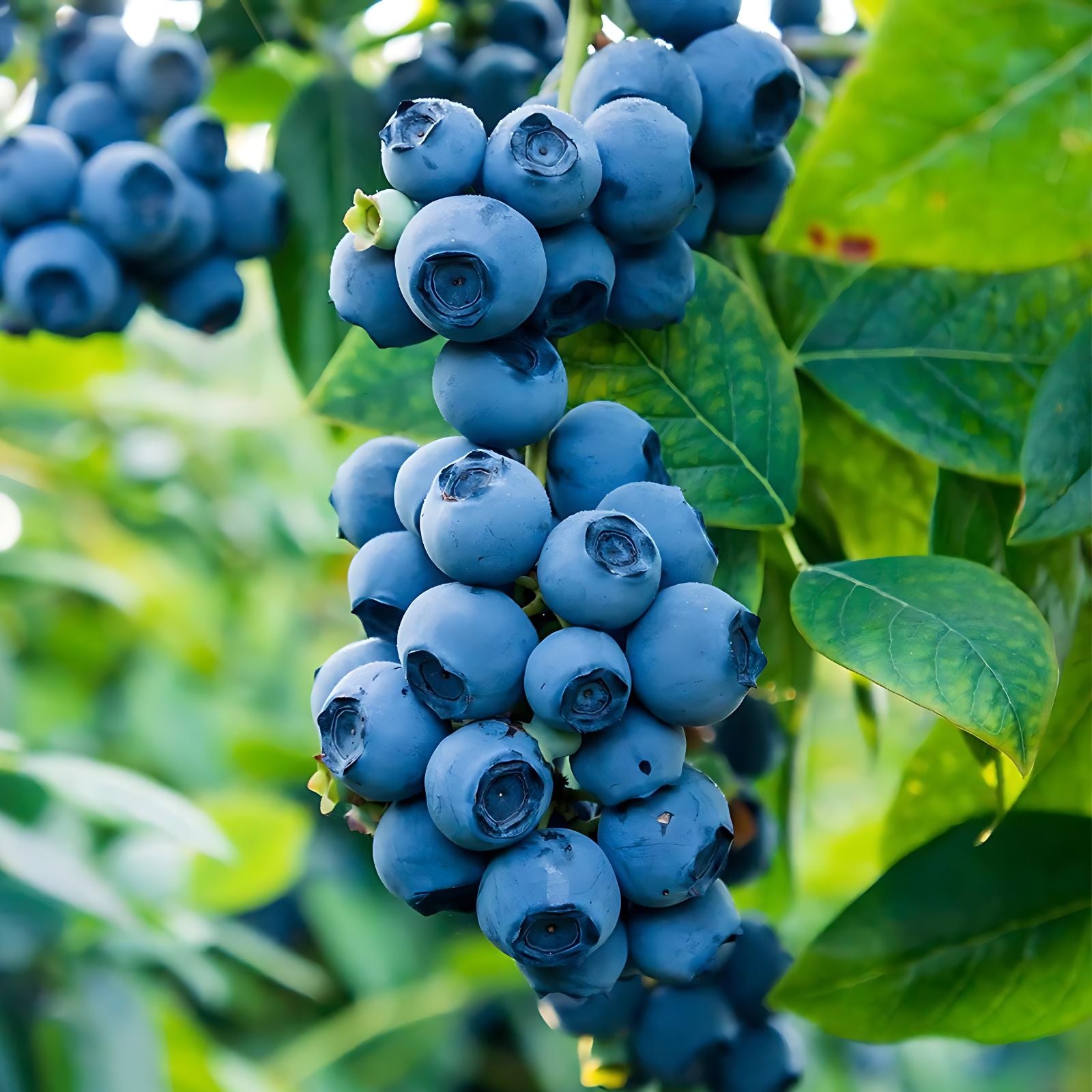 Blueberry Live Plant Razz Variety Vaccinium corymbosum Northern Highbush Sweet Fruit 6-12 Inches