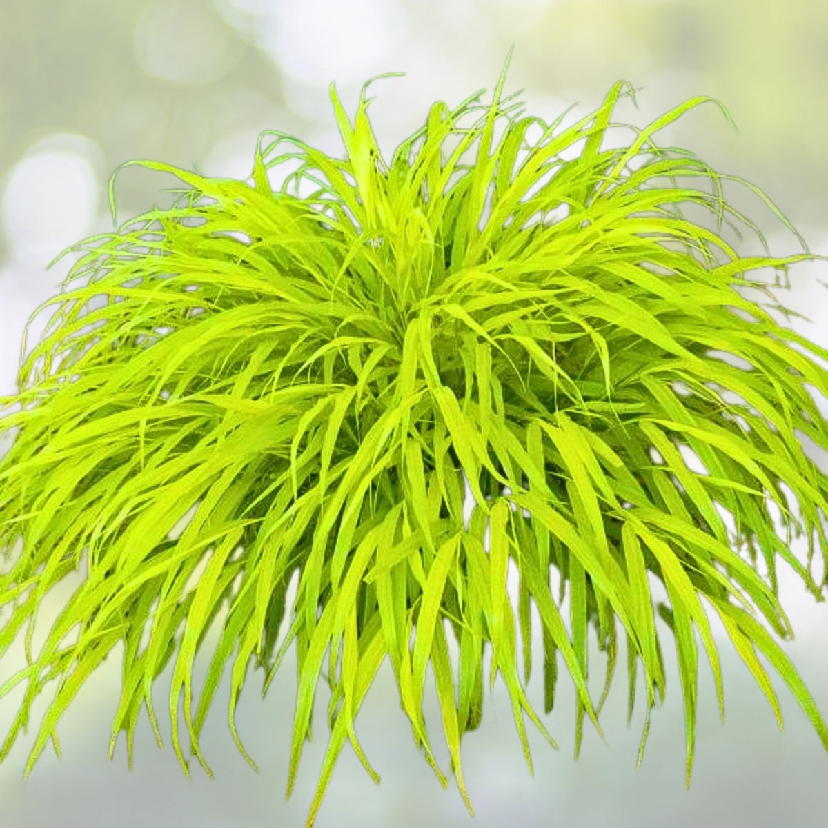Japanese Forest Grass Plant - 1 Gallon Pot - All Gold or Aureola - Ornamental Hakonechloa macra