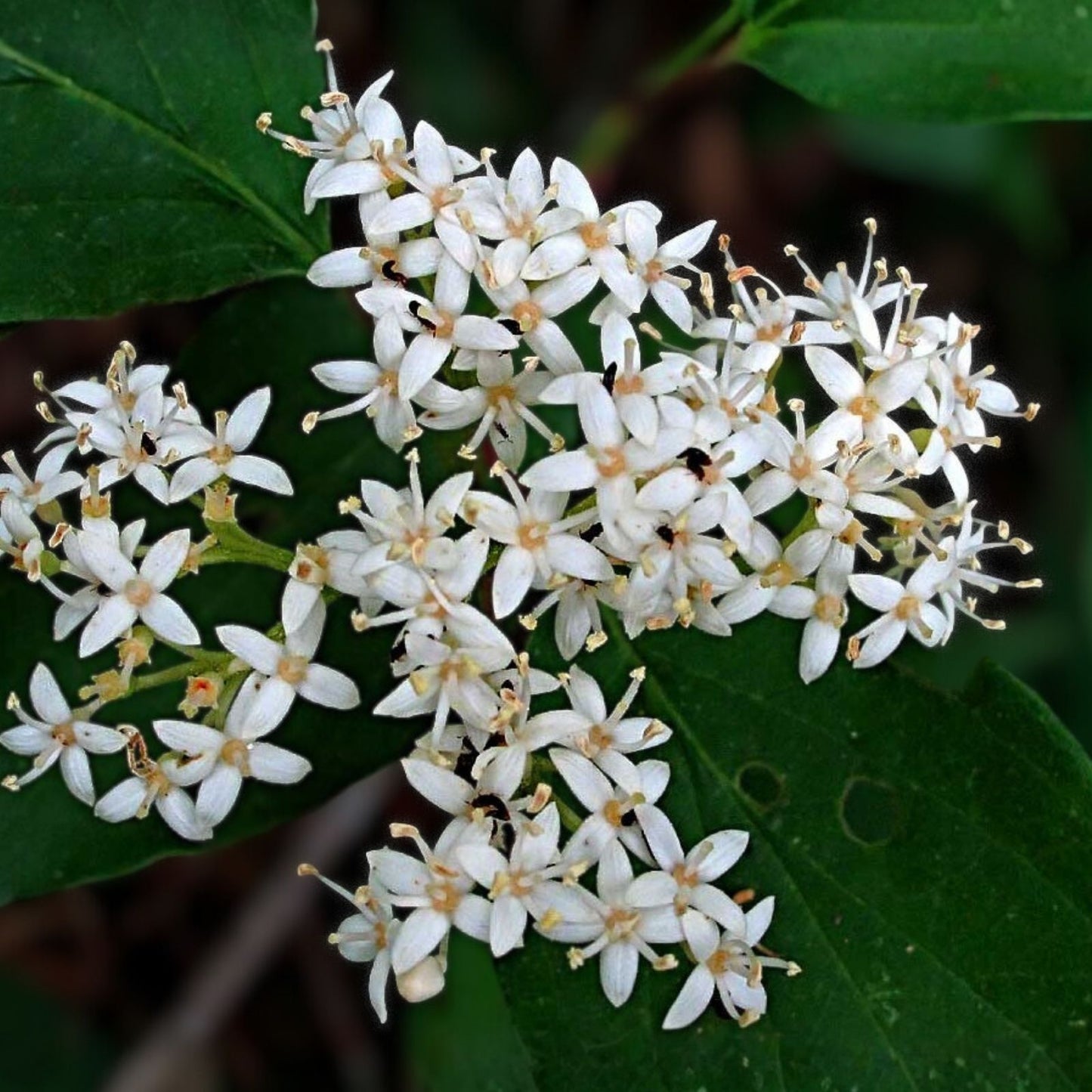 Live Rough Leaf Dogwood Plant - Flowering Shrub, 12-24 Inches, Cornus drummondii, Ornamental Garden Shrub