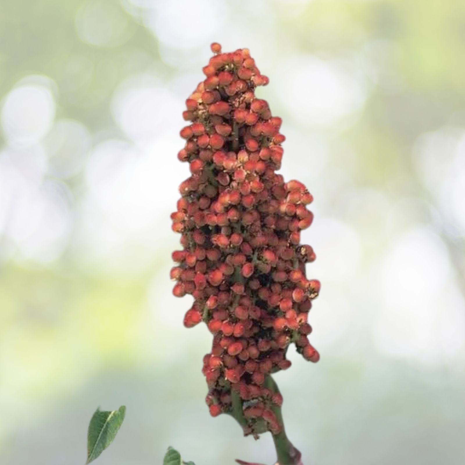 Konza Fragrant Sumac Seeds - 20 Pack, Aromatic Shrub Seeds, Rhus aromatica 'Konza' - Free Shipping