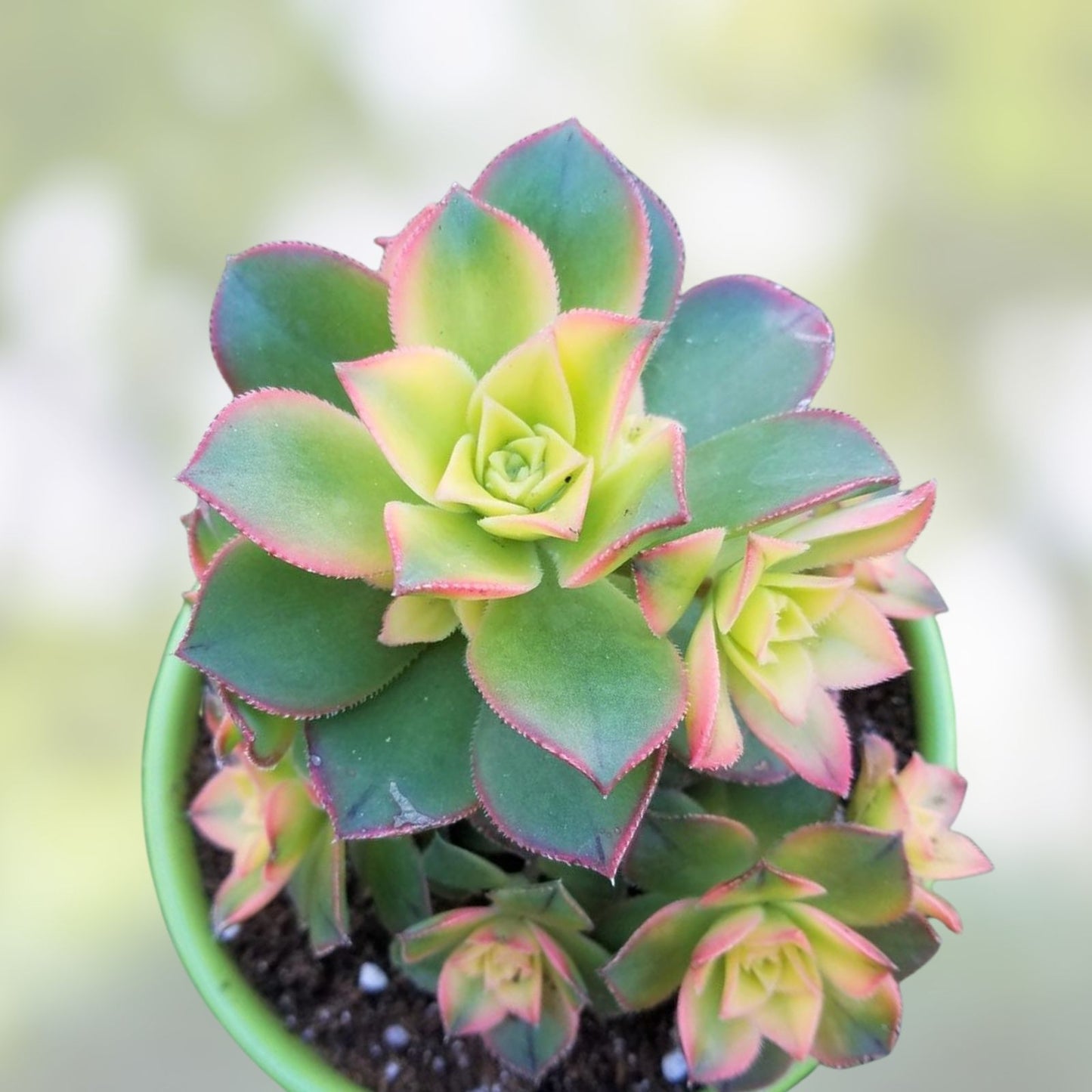 Aeonium Kiwi Variegated Succulent Cutting - 2-3 Inch Live Plant for Indoor Gardening - Easy Care Unrooted Succulent