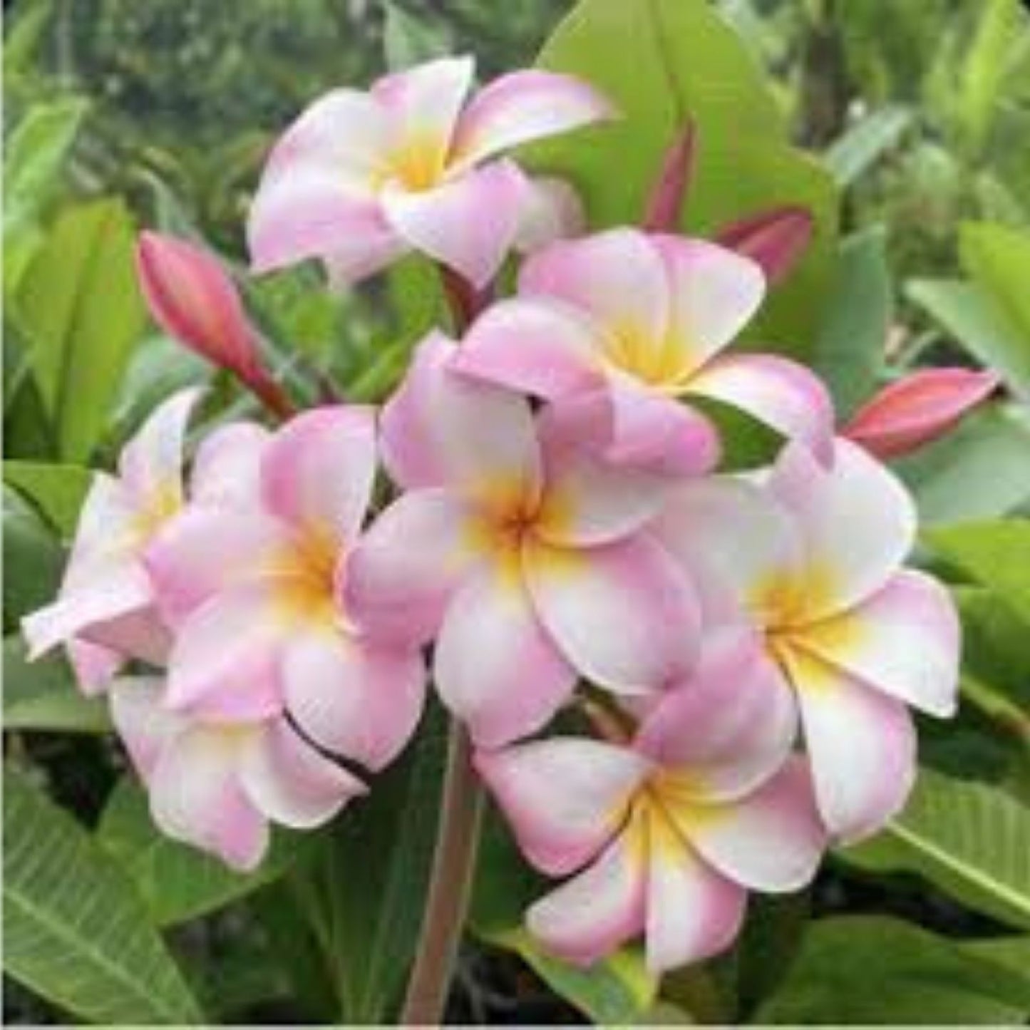 Rooted Plumeria Plant Cutting - Moir Pink - 12" with 1 Tip - Frangipani (Plumeria spp.) - Tropical Flowering Plant