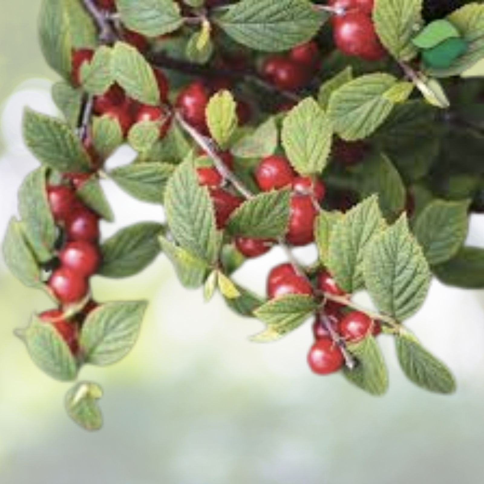Nanking Cherry Seeds - 10 Pack - Prunus tomentosa - Edible Fruit Bush - Garden Plant Seeds