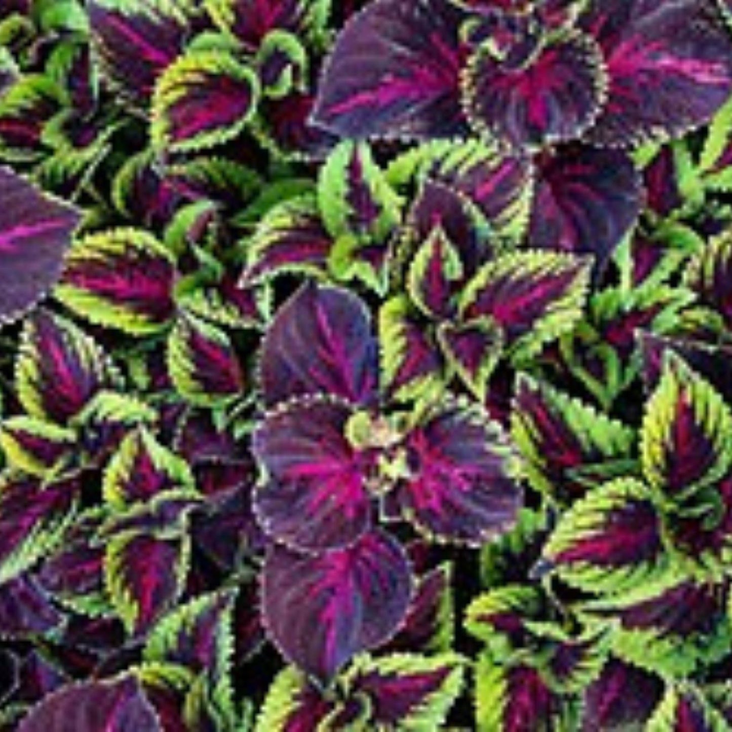 Coleus Seeds 500 Count Jazz Marble Colorful Foliage for Gardening and Landscaping Solenostemon scutellarioides