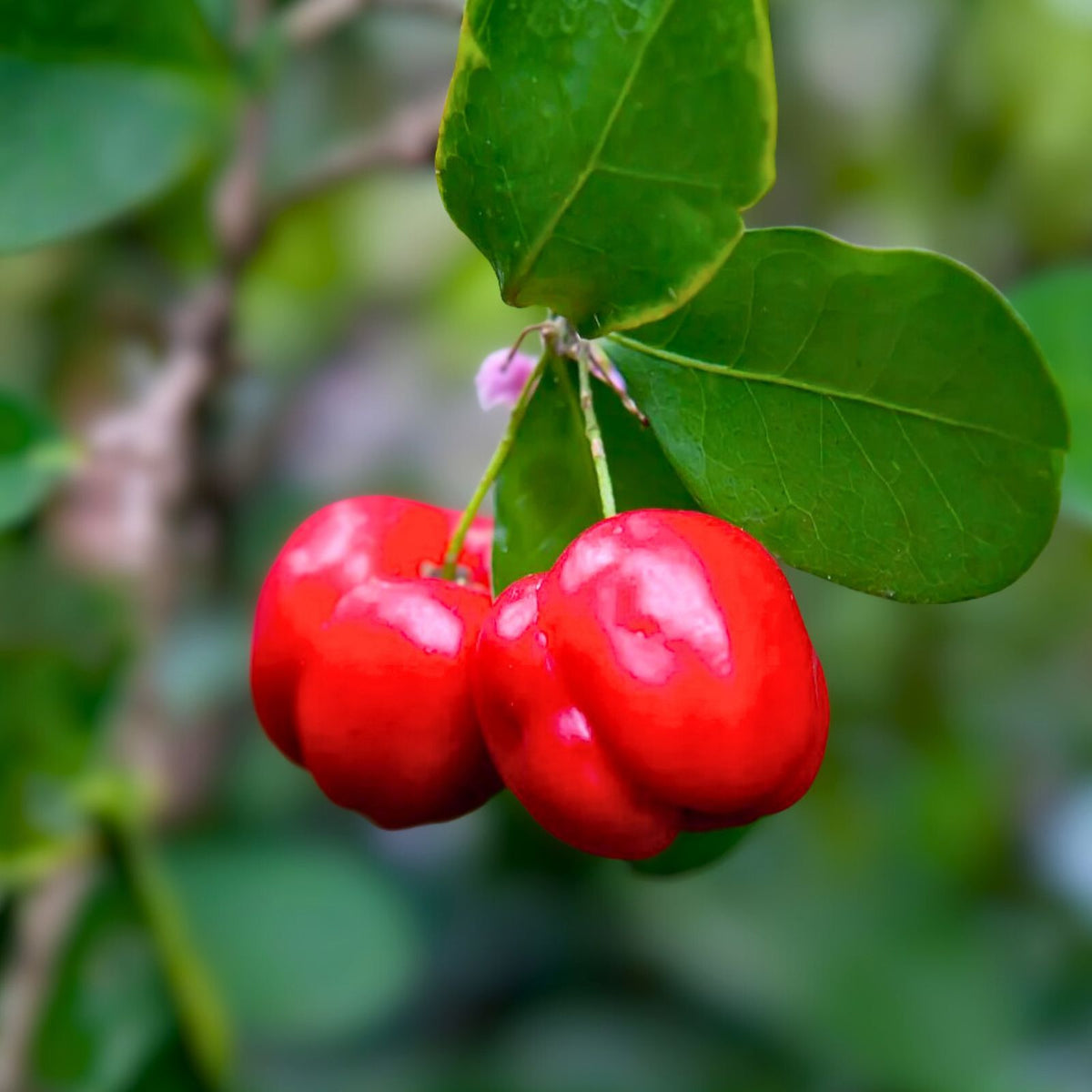 Barbados Cherry Tree - 1 Gallon - Malpighia emarginata - Tropical Fruit Plant for Garden or Landscape