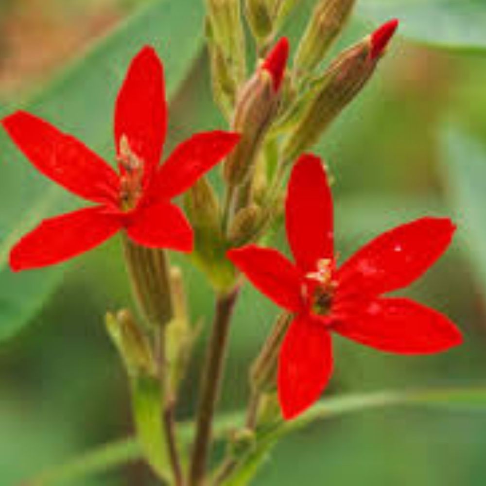 Red Wildflower Seed Mix 200 Seeds Organic USA Native Non-GMO Pollinator Garden Plants