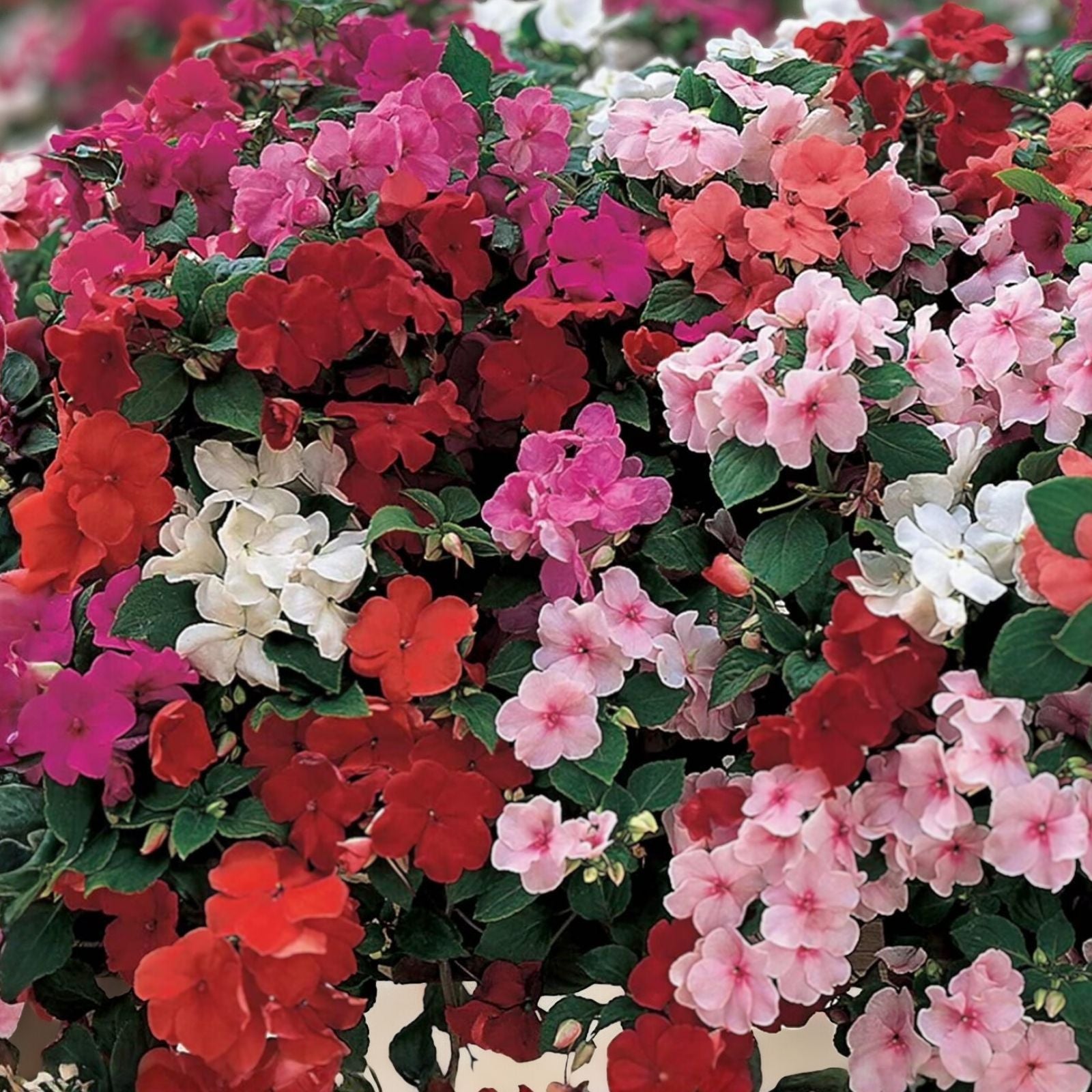 Busy Lizzy Seeds – 100 Non-GMO Impatiens Balsamina Accent Red Star Flowering Plant Seeds