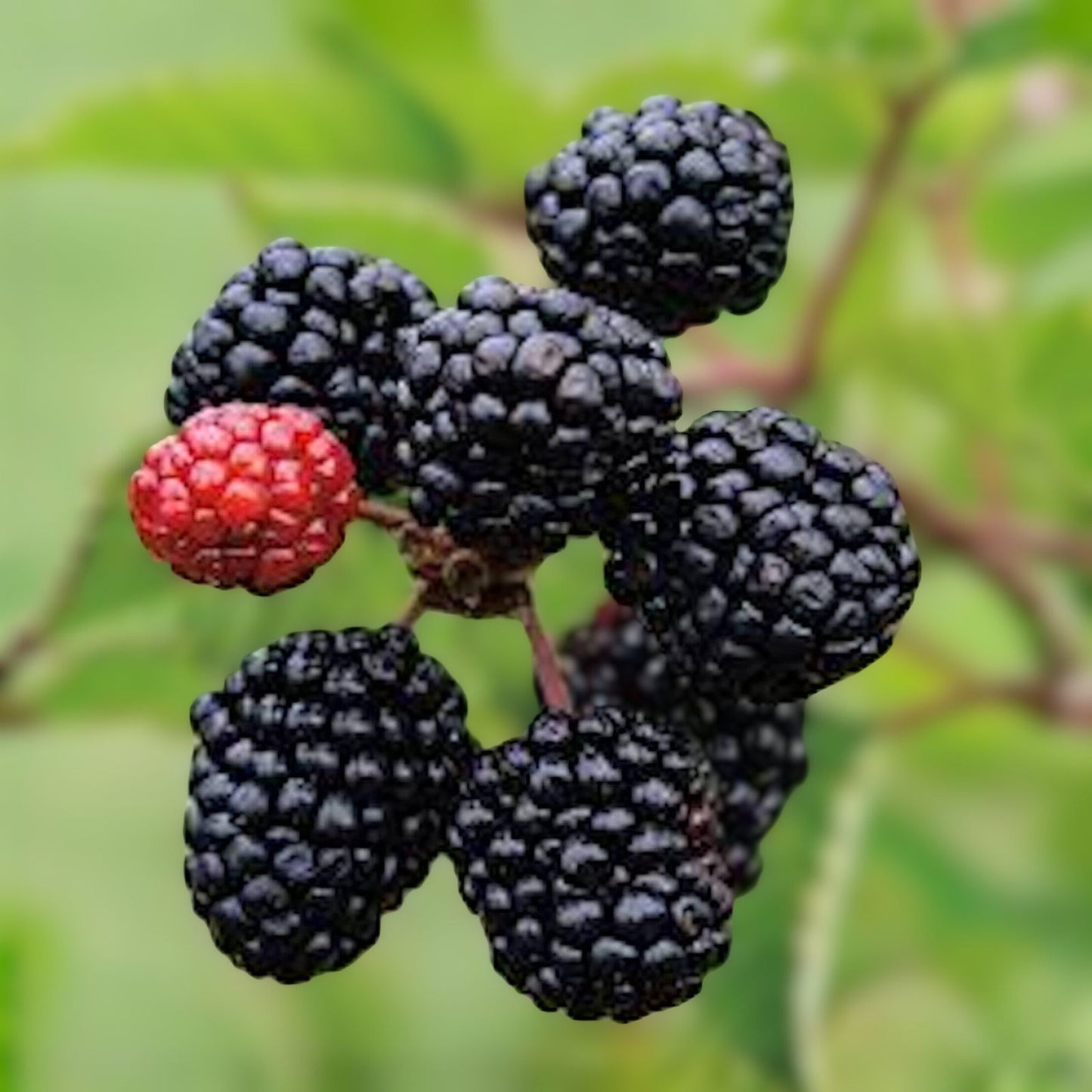 Blackberry Plant - 10 Bare Root - Prime-Ark Freedom - Rubus fruticosus - High Antioxidant, Easy Care Edible Fruit
