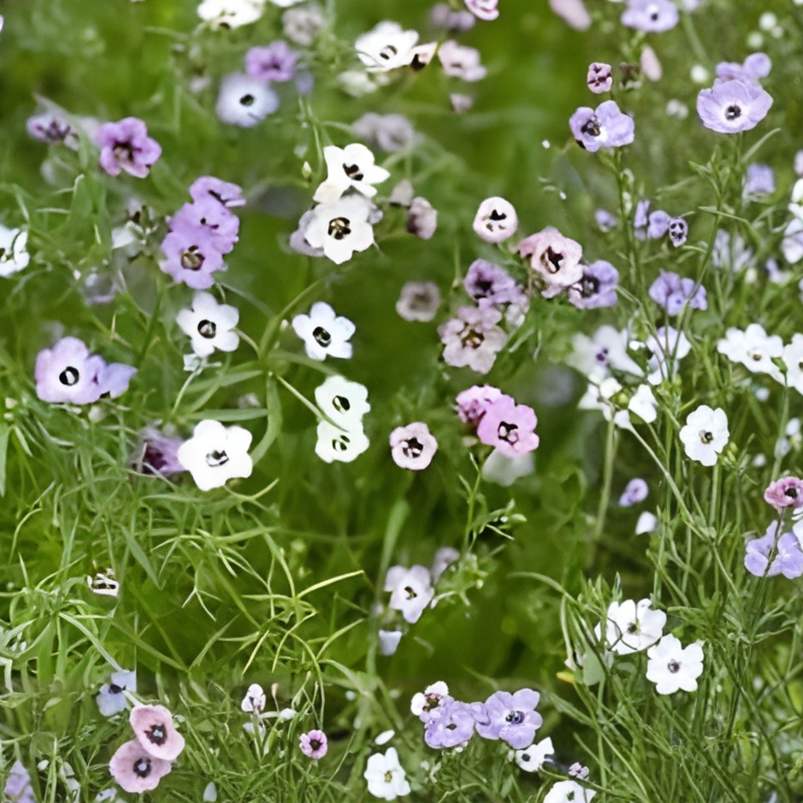 Candytuft Seeds - Dwarf Fairy Mix for Borders and Rock Gardens - 50+ Pink Lavender White Flowers - Iberis umbellata