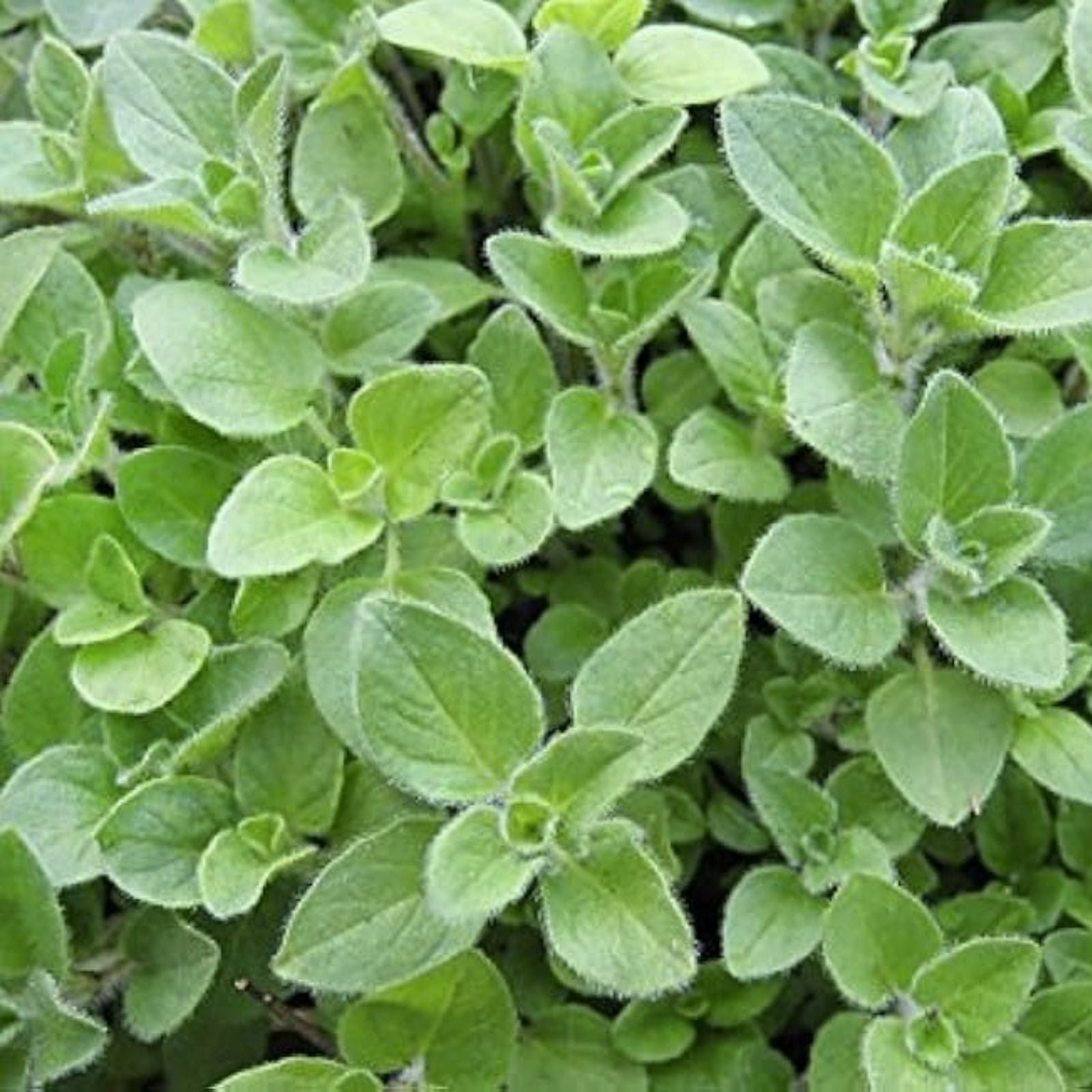 Greek Oregano Herb Seeds 500 Pack, Origanum vulgare subsp. hirtum, Culinary Herb, Organic Gardening, Herb Planting, Kitchen Spice