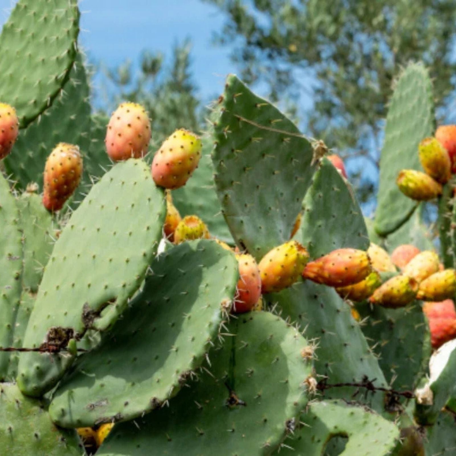 10" Opuntia Engelmannii Spiny Prickly Pear Cactus Cutting – Hardy Succulent for Indoor & Outdoor Gardens