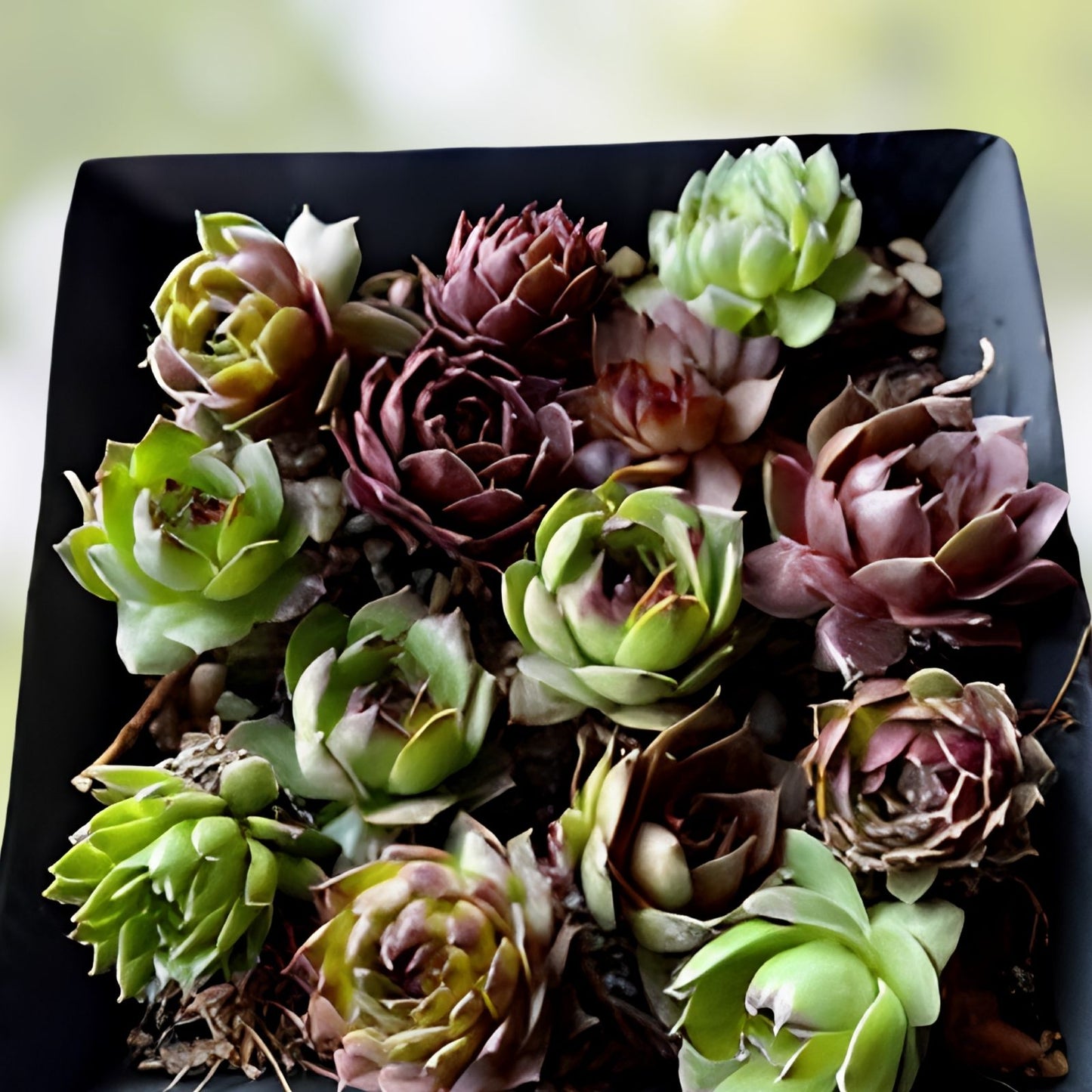 Hens and Chicks Seeds 100 Count Poppy Flower Variety Sempervivum spp. Succulent Plant Seeds