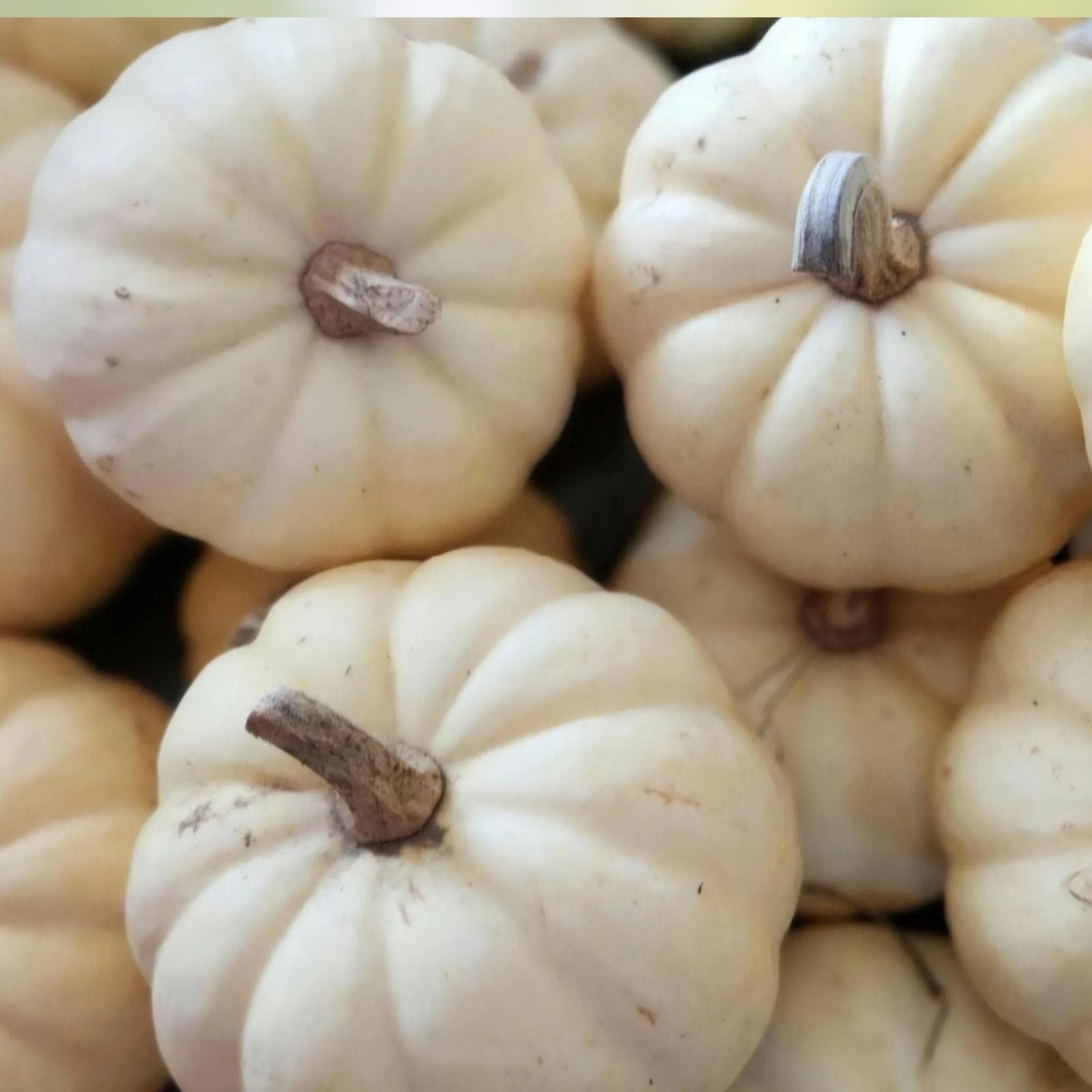 White Flat Stacker Pumpkin Seeds for Planting, 10 Seeds, Cucurbita pepo, Heirloom Organic Garden Seeds